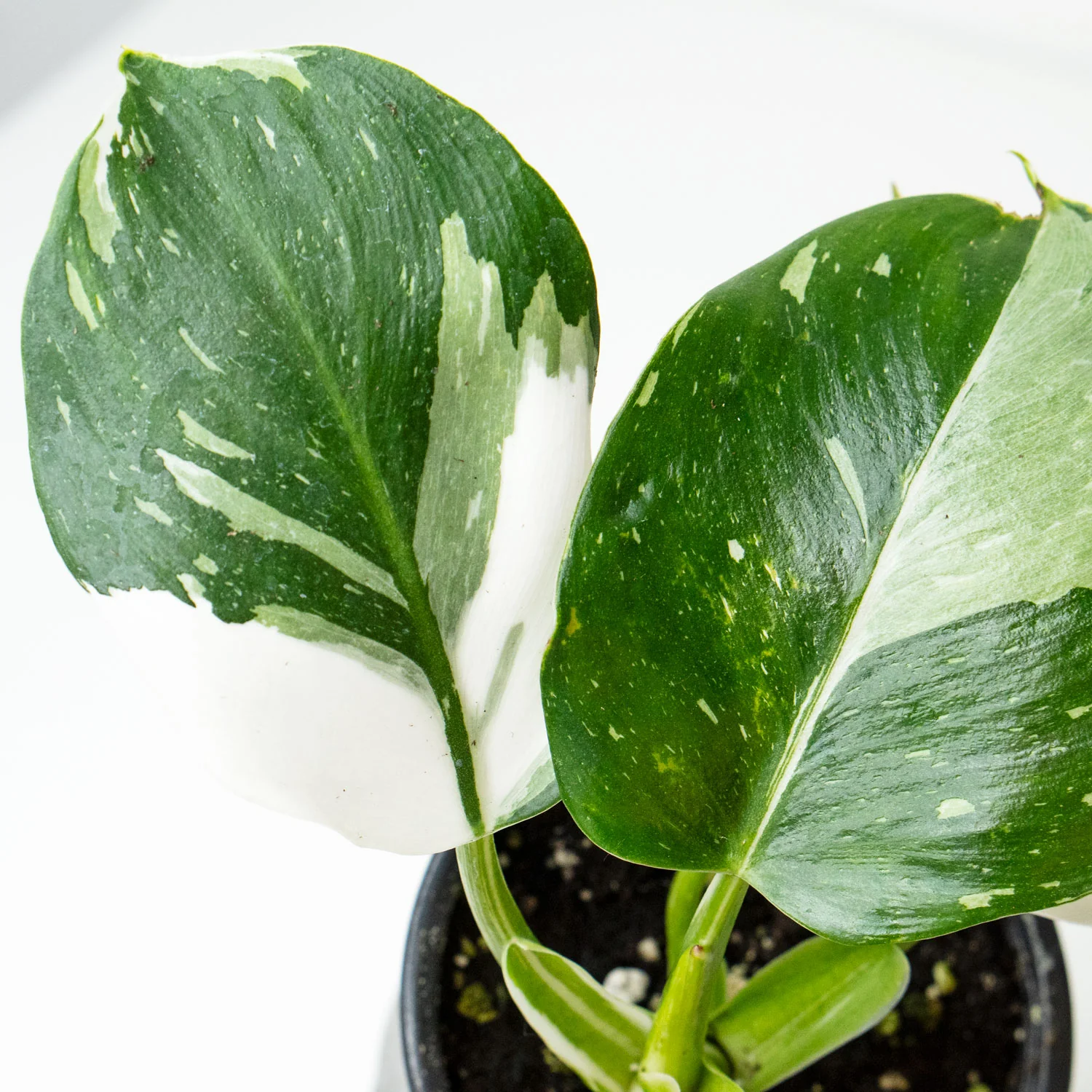 Philodendron White Wizard