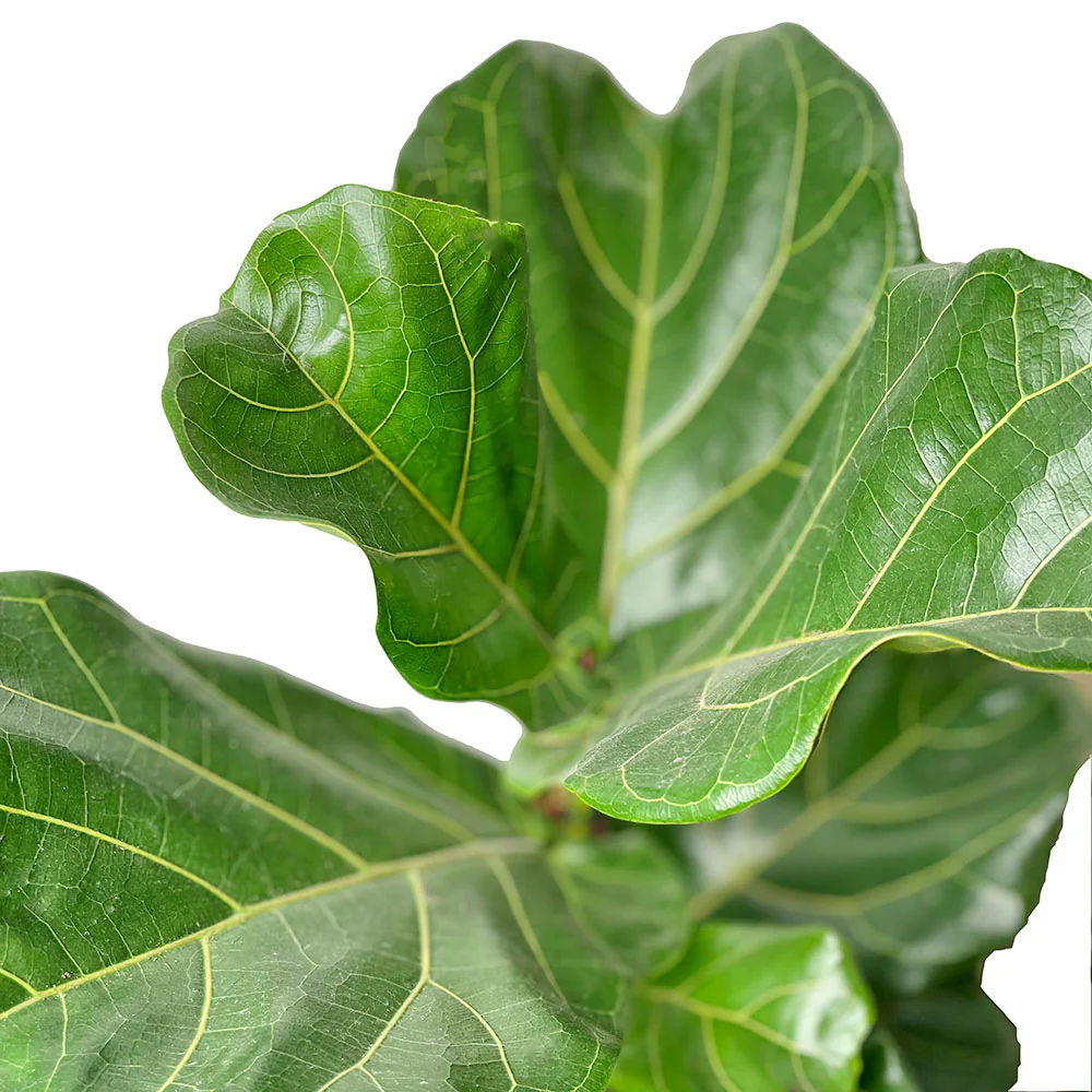 Fiddle Leaf Fig (Bush)