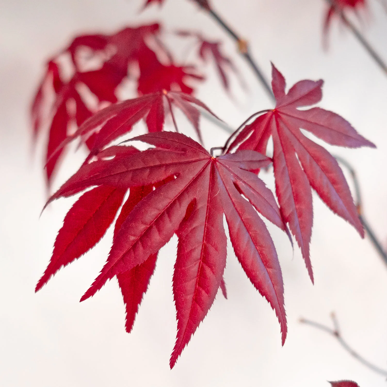 Japanese Maple Emperor