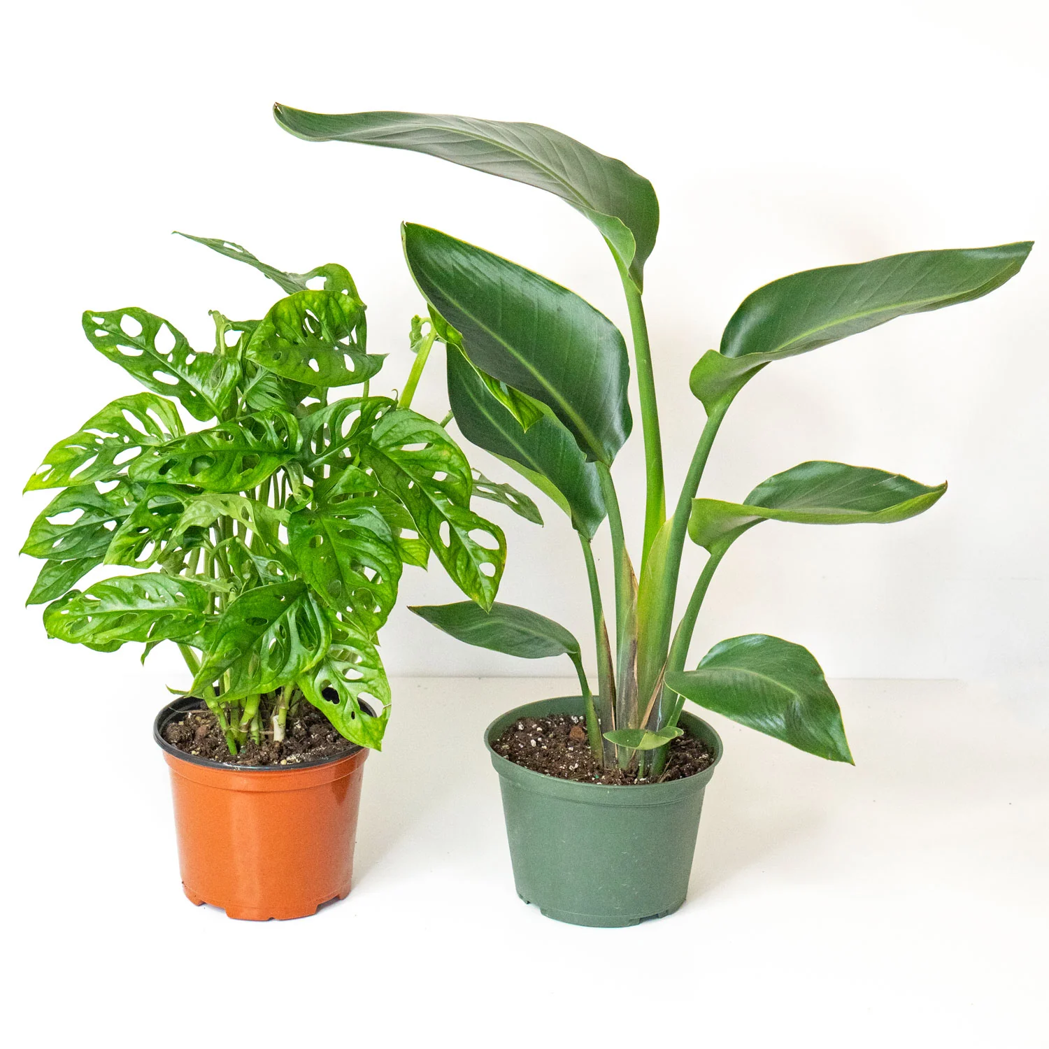 Plant Bundle Tropic