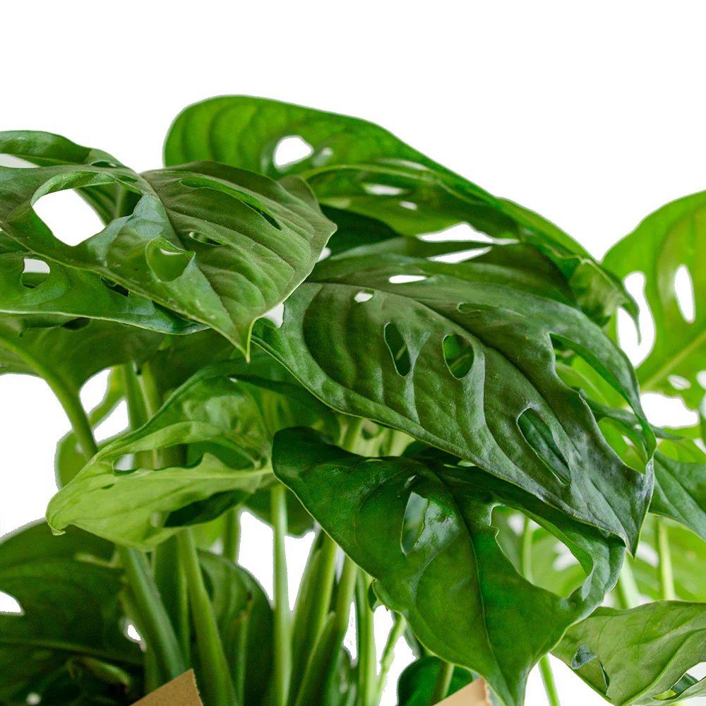 Monstera Adansonii