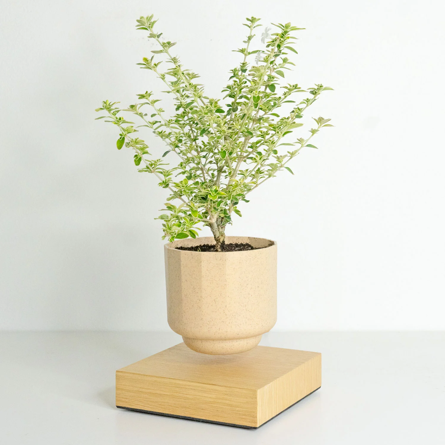 Gamzzo Serissa Variegated