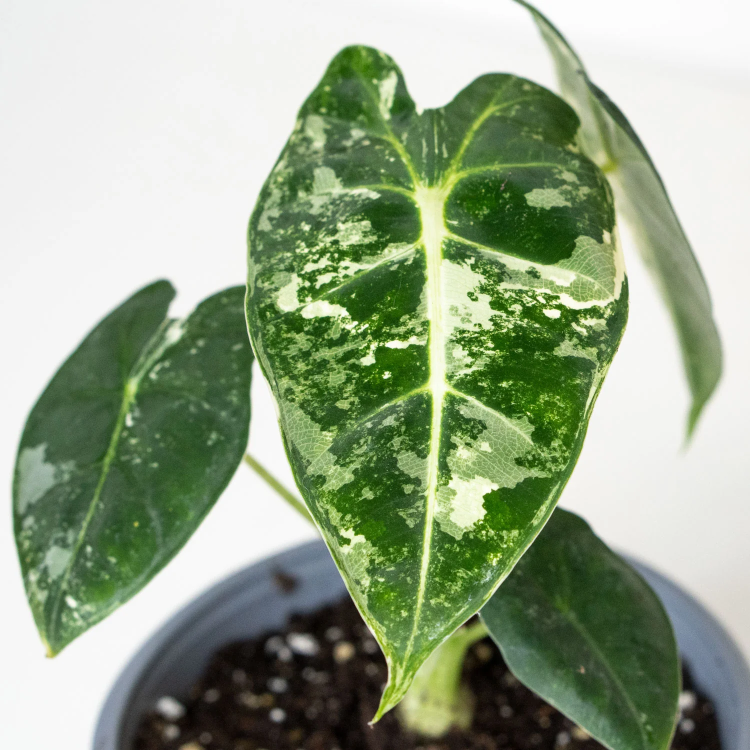 Alocasia Frydek Variegated