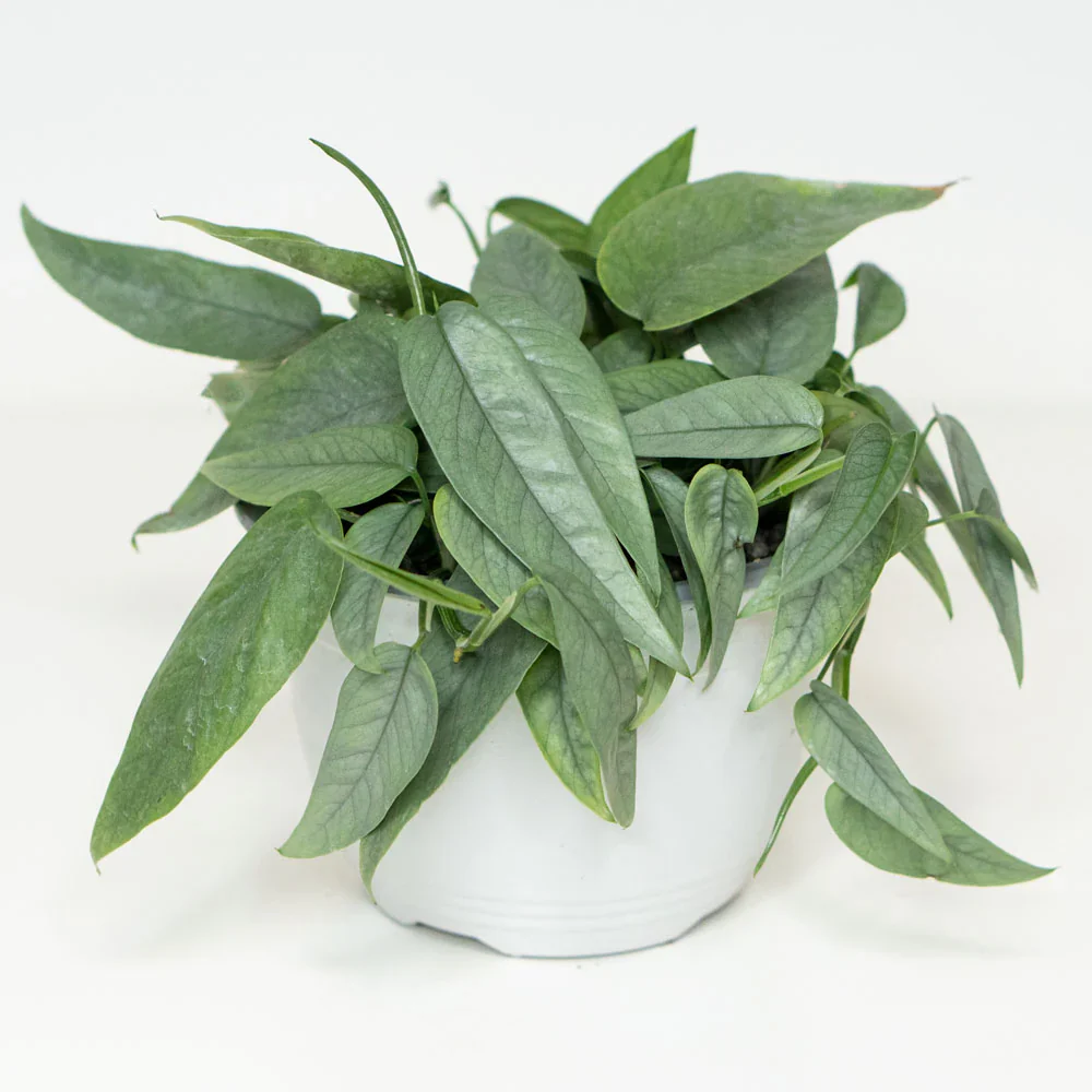 Pothos Prime Bundle