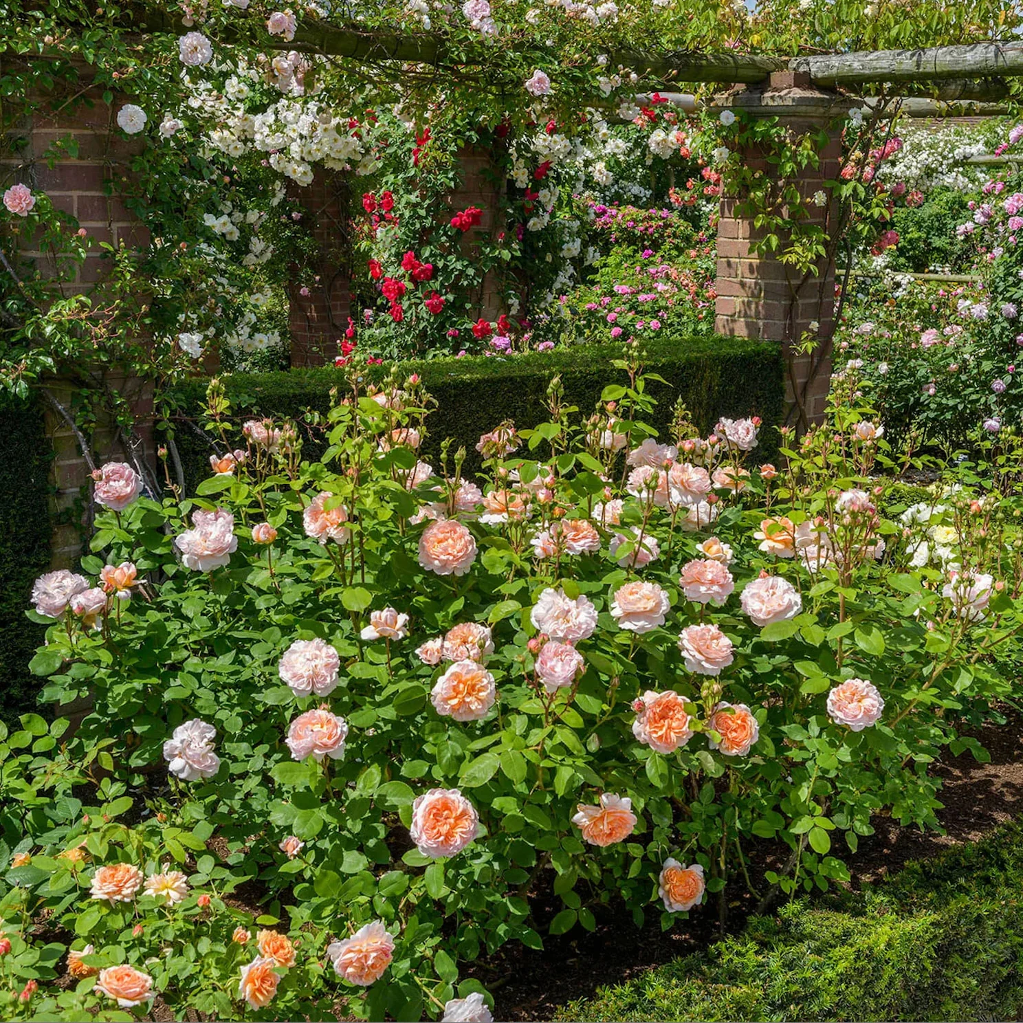 The Lady Gardener – David Austin English Rose