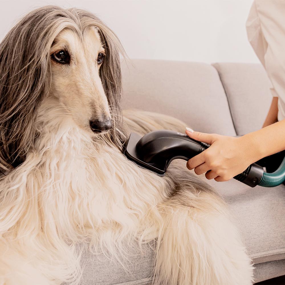 Conga Rockstar 5500 Hurricane ErgoTwice Animal