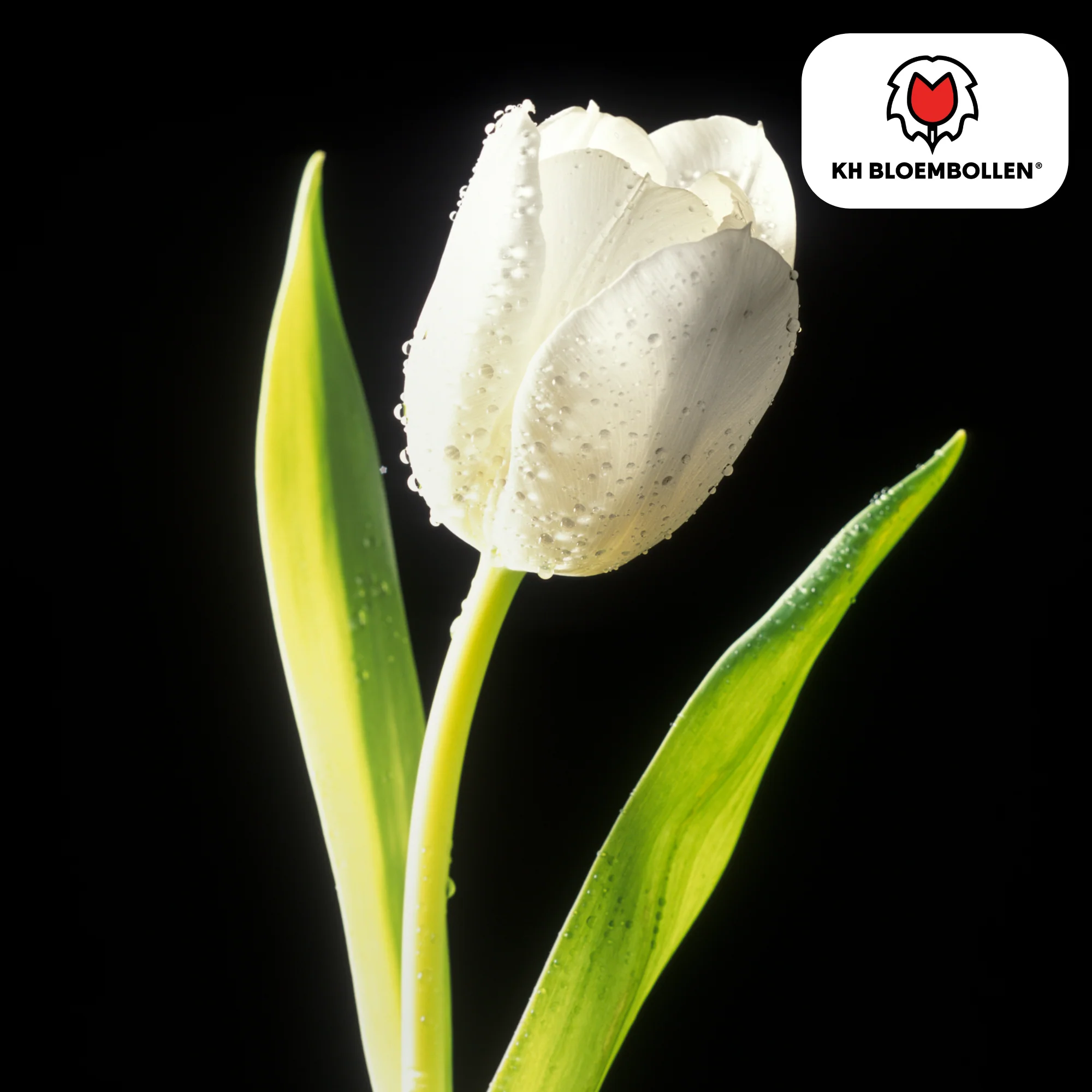 Tulpenzwiebeln Catherina – 20 Stück | Größe 11/12