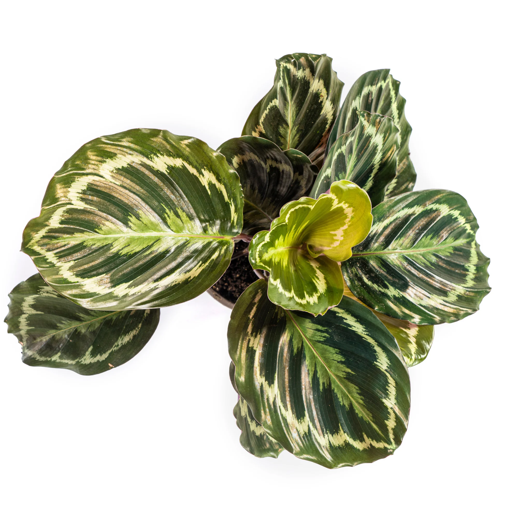 Korbmarante - Calathea Medallion | 40 - 50cm | Ø17cm