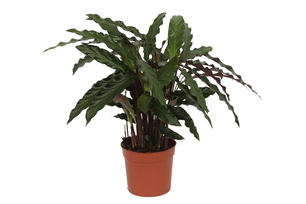 Korbmarante - Calathea Elgergrass | 35 cm | Ø12cm