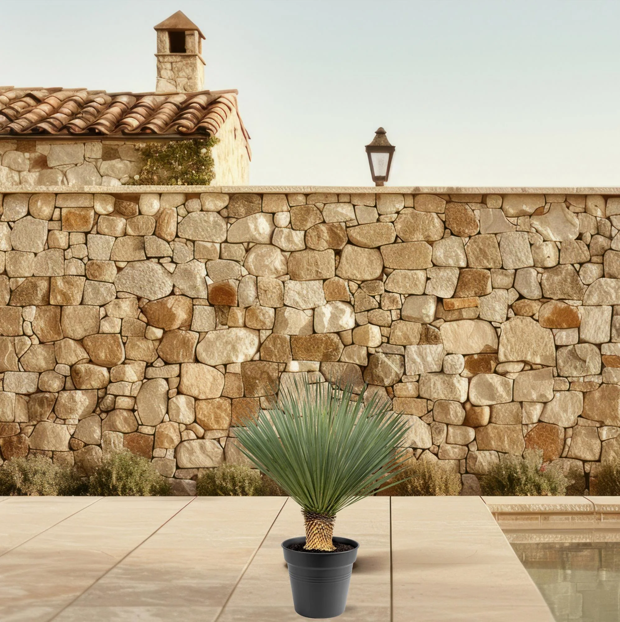 Yucca Rostrata | 80 - 100 cm | Ø38 cm