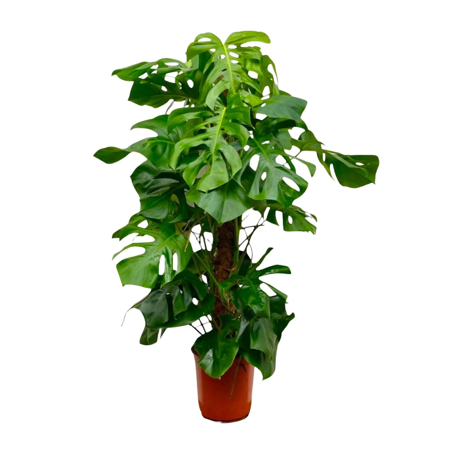 Fensterblatt – Monstera Deliciosa XXL | 150 cm | Ø24 cm