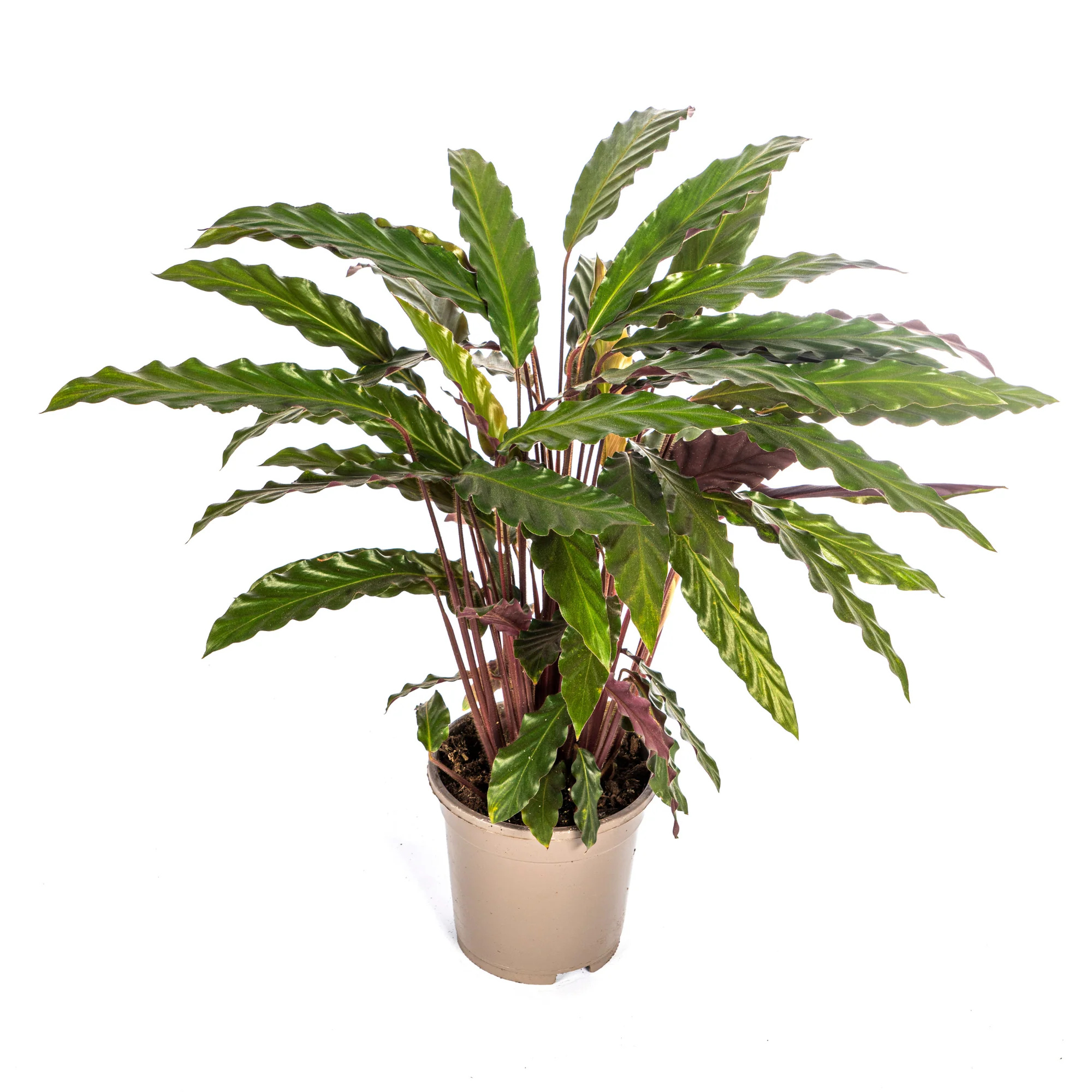 Samtige Korbmarante - Calathea Rufibarba | 40 - 50cm | Ø17cm
