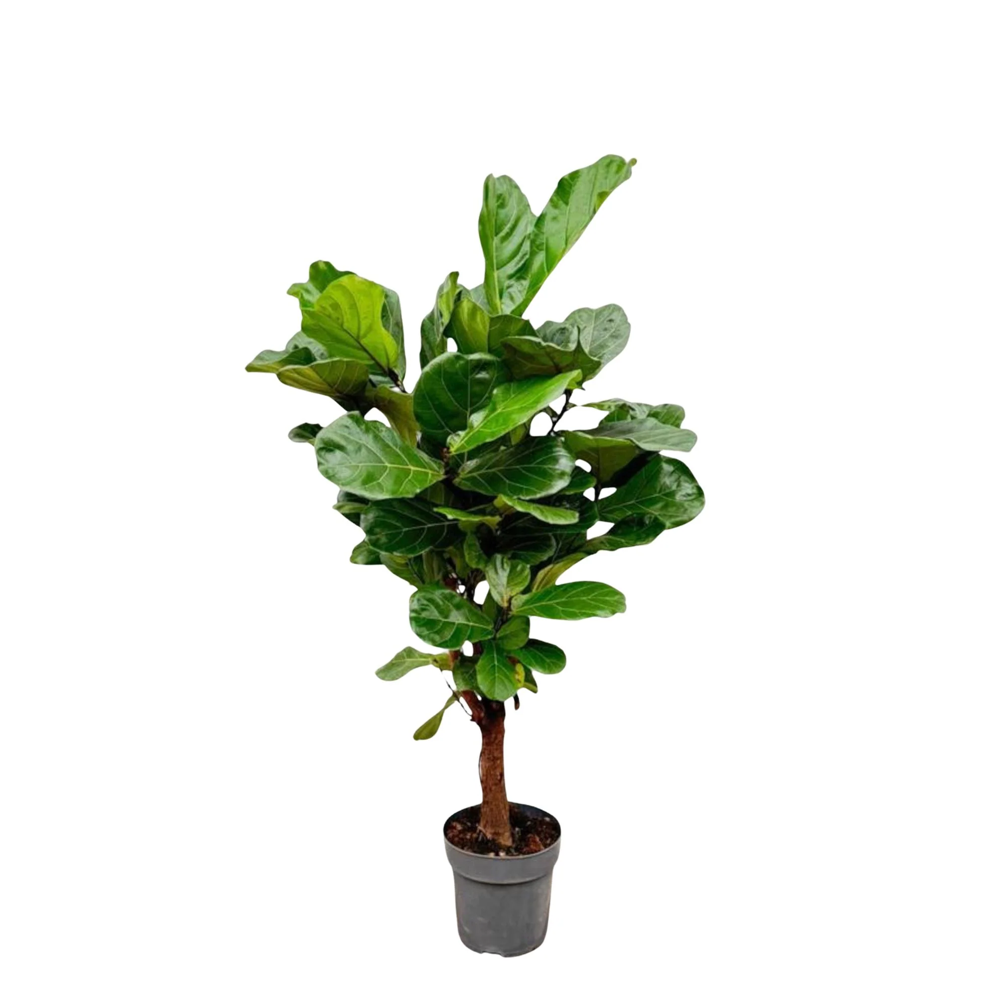 Geigenfeige - Ficus Lyrata | 140-160 cm | Ø24 cm