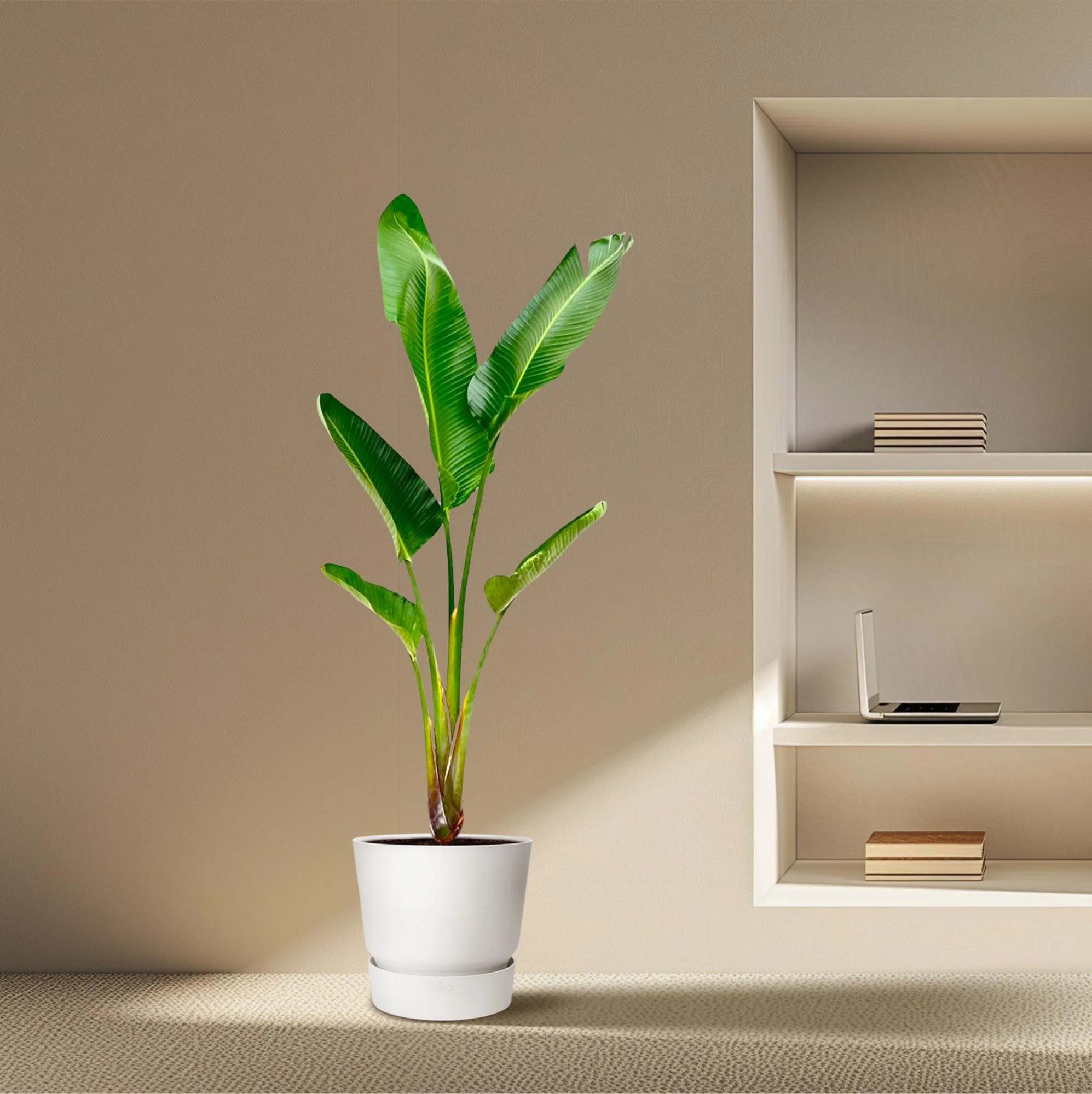 Baum-Strelitzie – Strelitzia Augusta | 220 cm | Ø30 cm