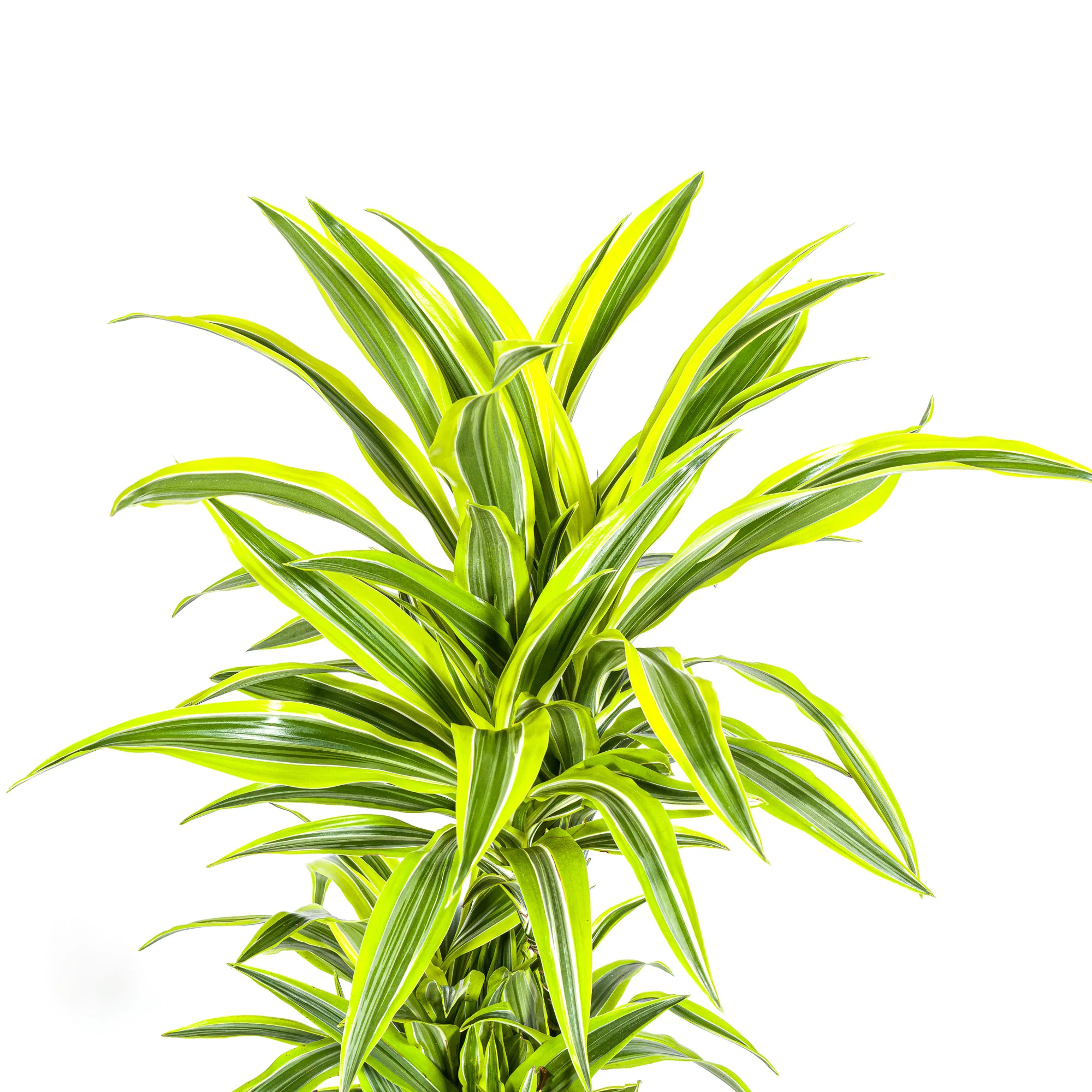 Drachenbaum - Dracaena Deremensis Lemon Lime | 130 - 150cm | Ø24cm
