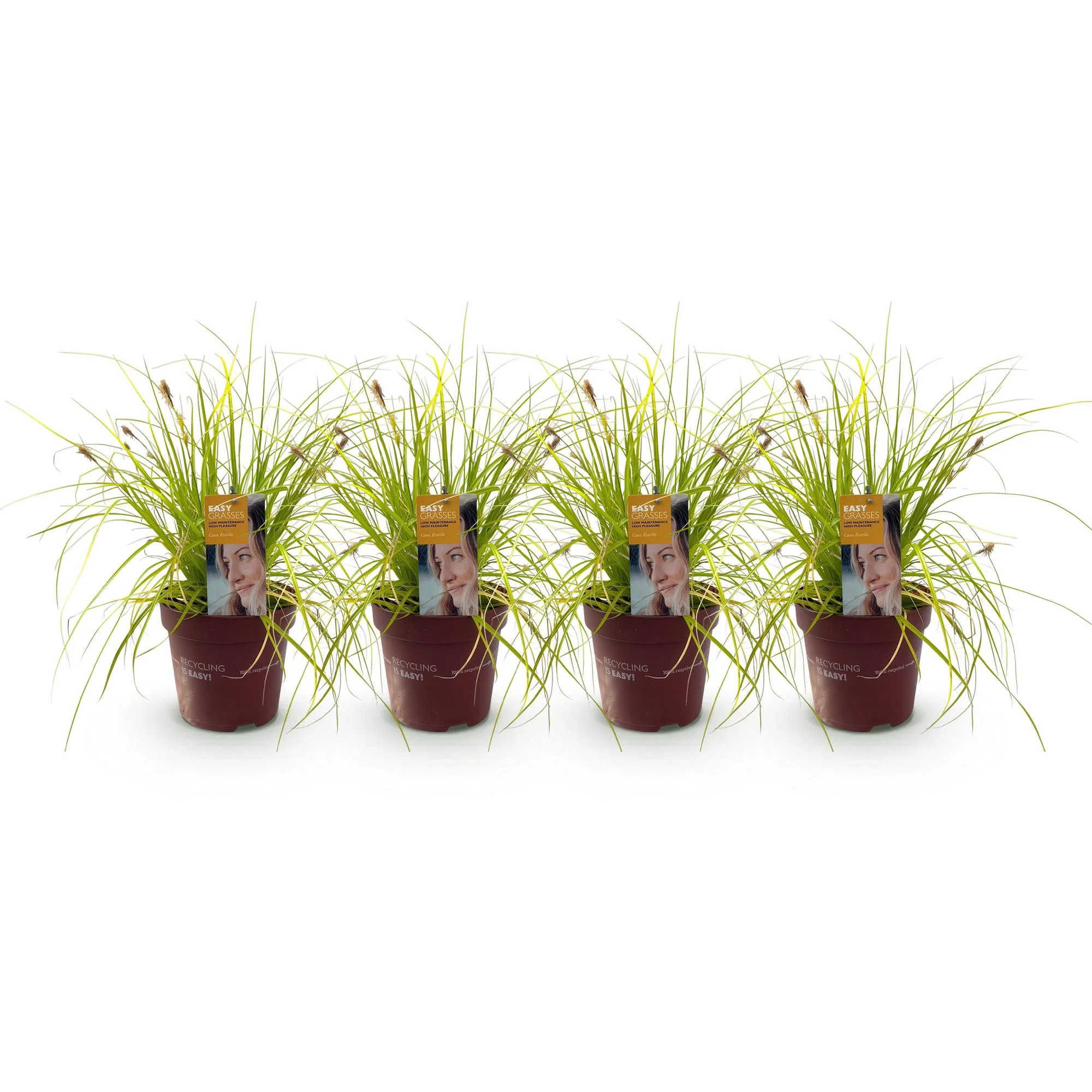 4x Japan-Segge - Carex oshimensis Everillo | 50 cm | Ø17 cm