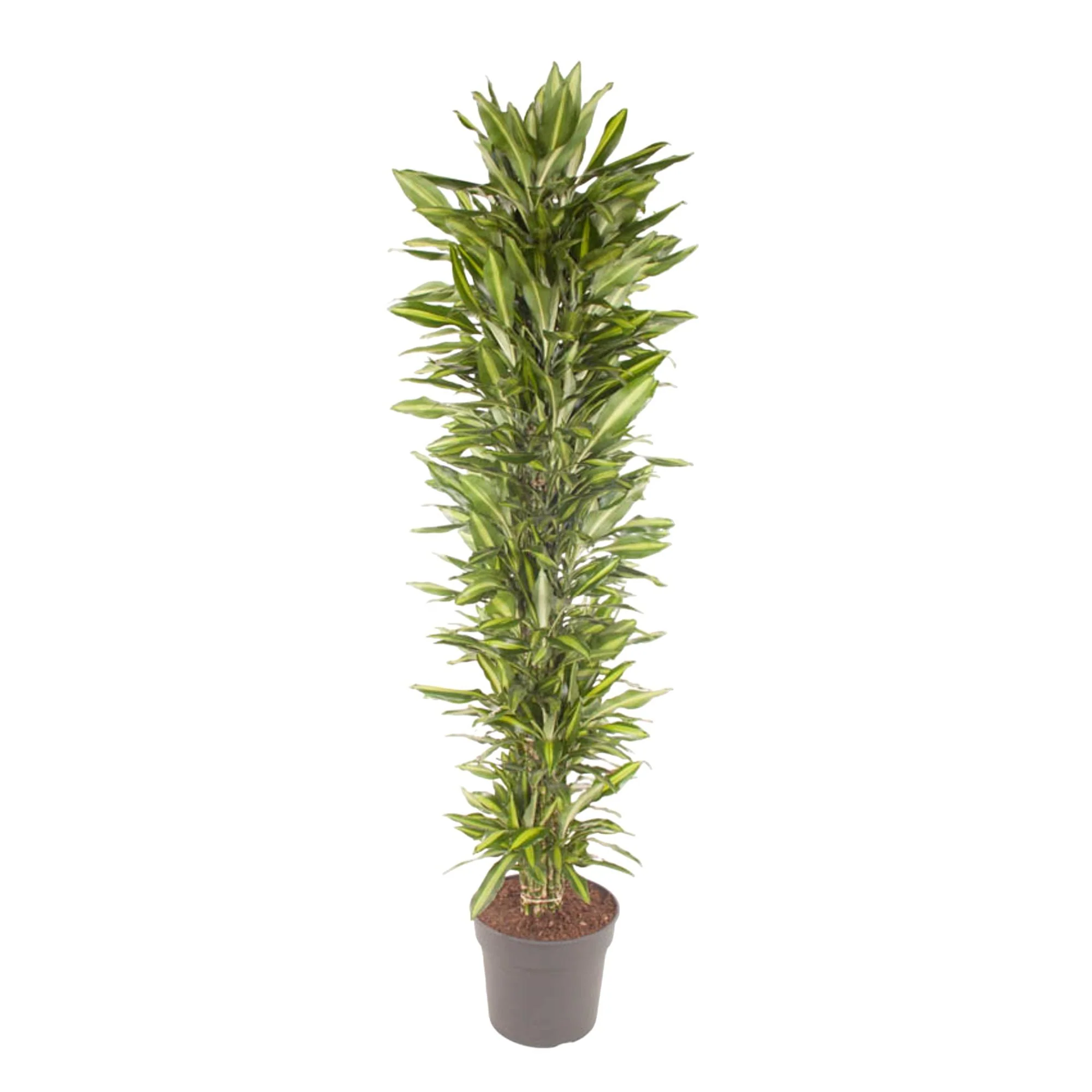Drachenbaum verzweigt – Dracaena Cintho | 210cm | Ø40cm
