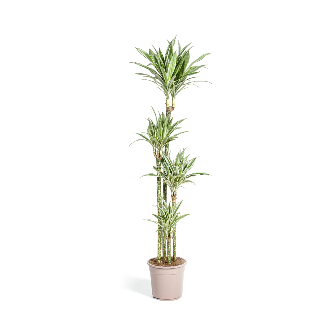 Drachenbaum - Dracaena Deremensis White Stripe | 170 - 190cm |  Ø27cm