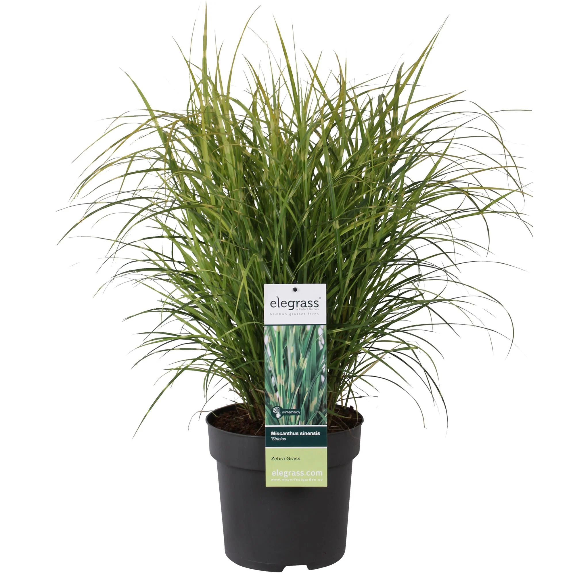 Japanisches Silbergras – Miscanthus sinensis Strictus | 60 cm | Topf Ø23 cm