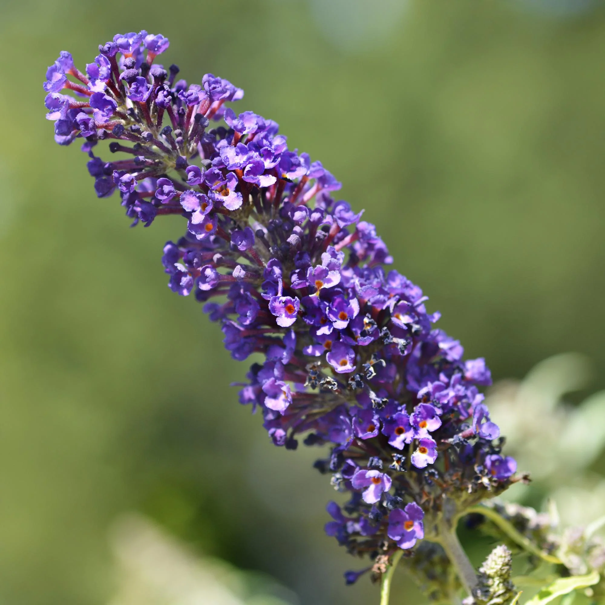 Sommerflider - Schmetterlingsstrauch - Buddleja davidii Purple Emperor | Topf 17cm Höhe 25cm