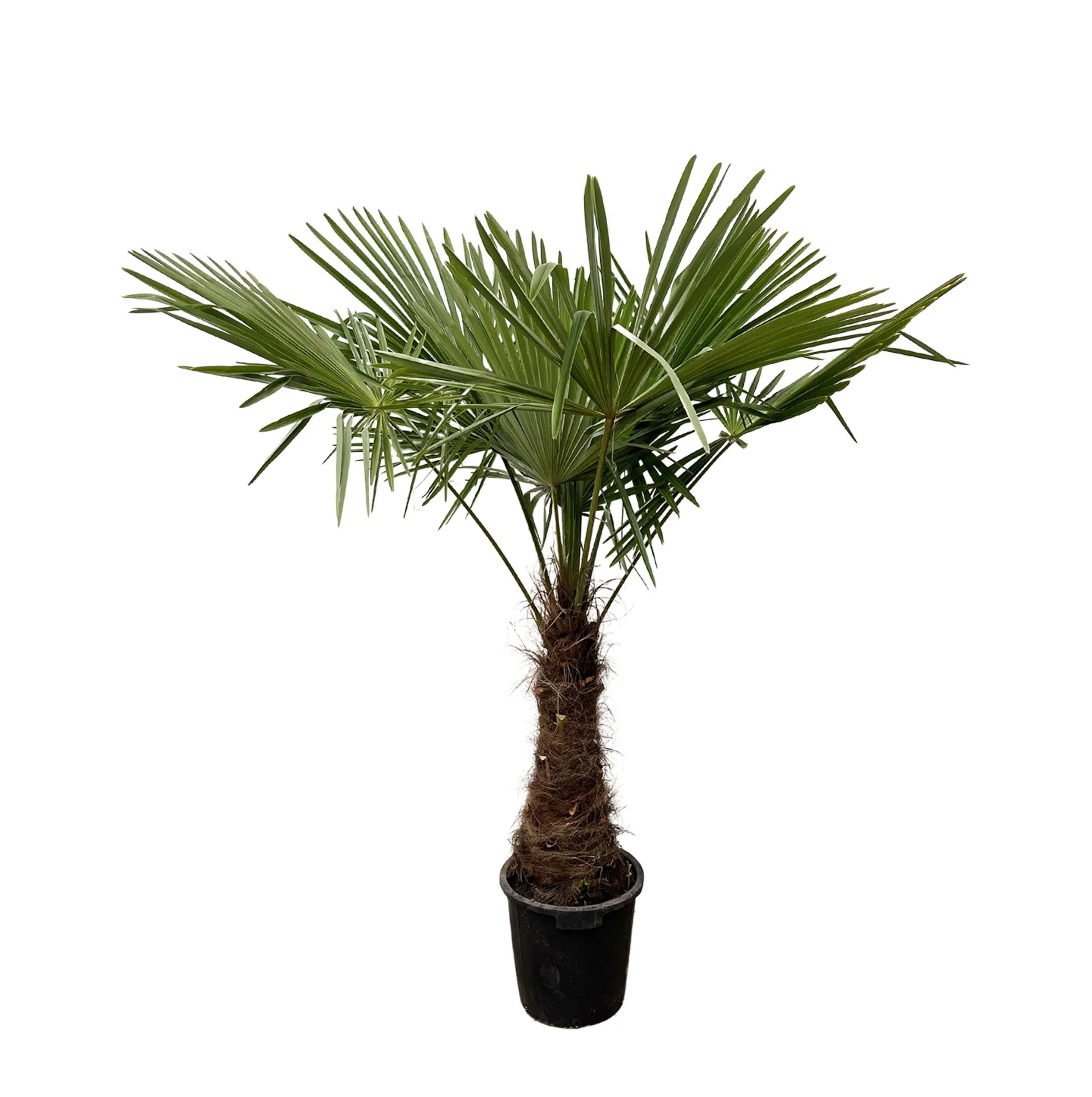 XXL Chinesische Hanfpalme - Trachycarpus | 220-240cm | Ø45 cm