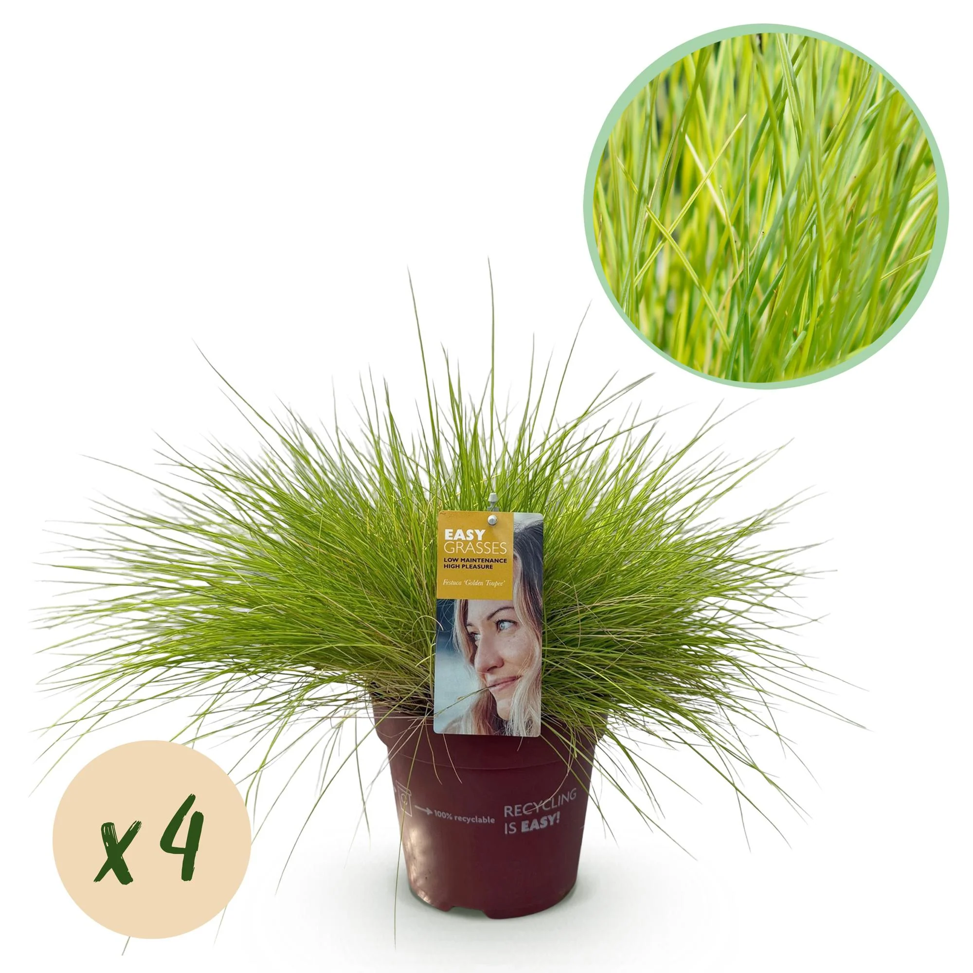 4x Ziergras - Festuca glauca Golden Toupee | 50 cm | Ø17 cm