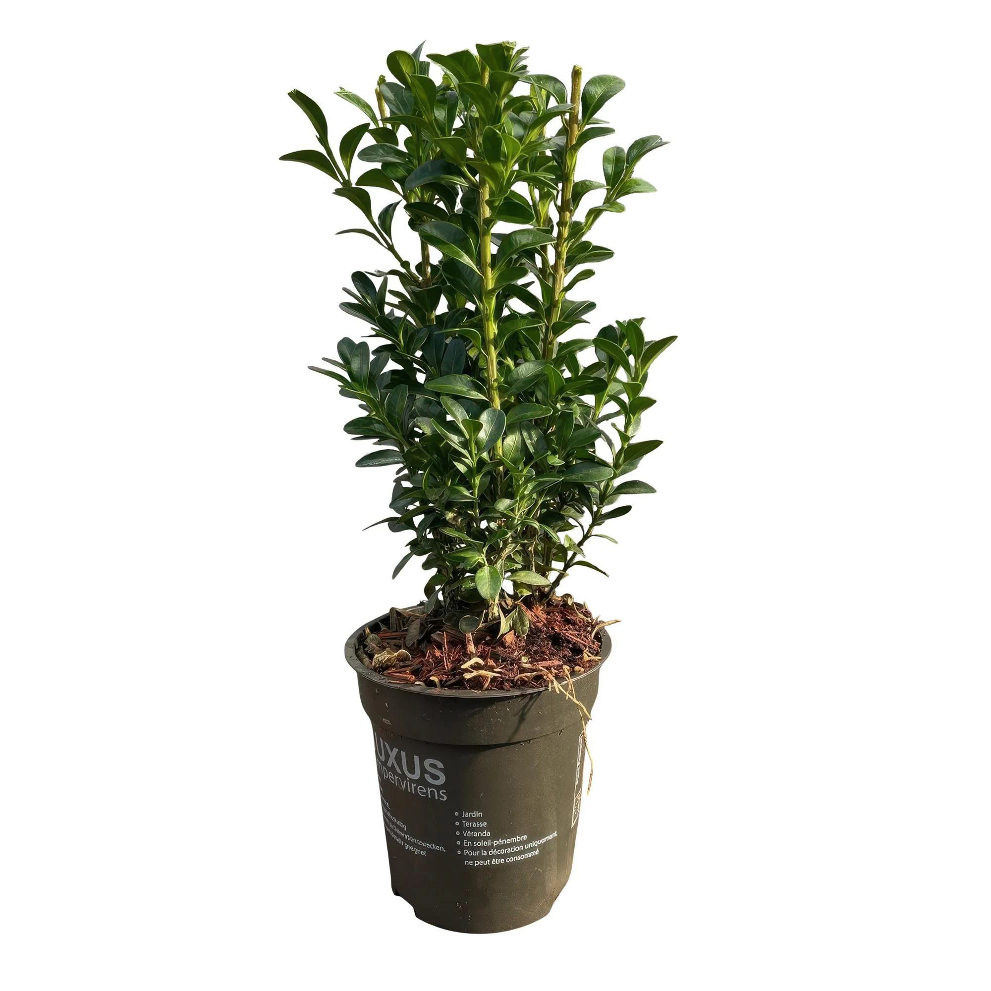 8x Buchsbaum - Buchs - Buxus sempervirens | 8 Pflanzen - 1 laufender Meter | Topf 9cm - Höhe 20-25cm