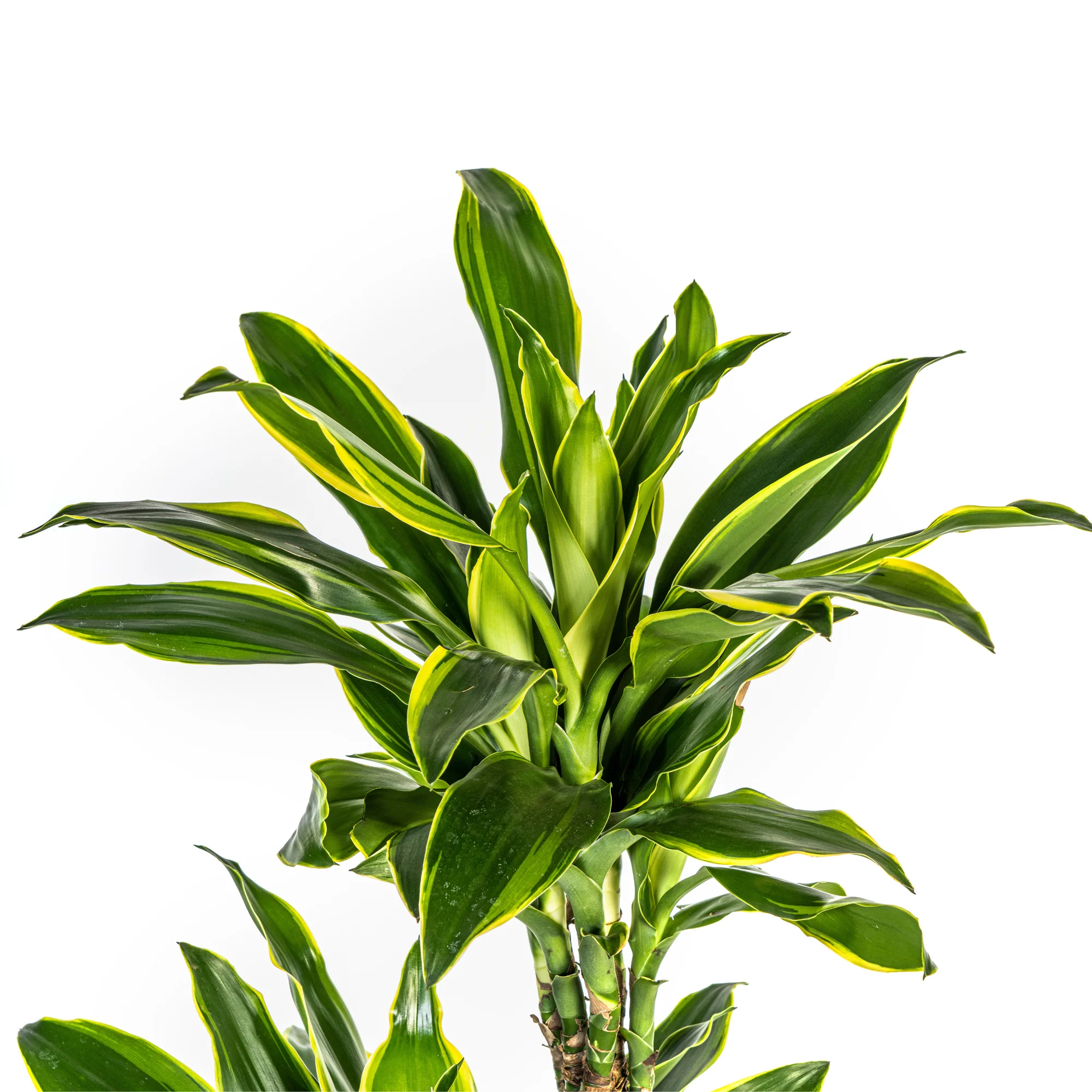 Duftender Drachenbaum - Dracaena Fragrans Golden Coast | 130 - 150cm | Ø24cm
