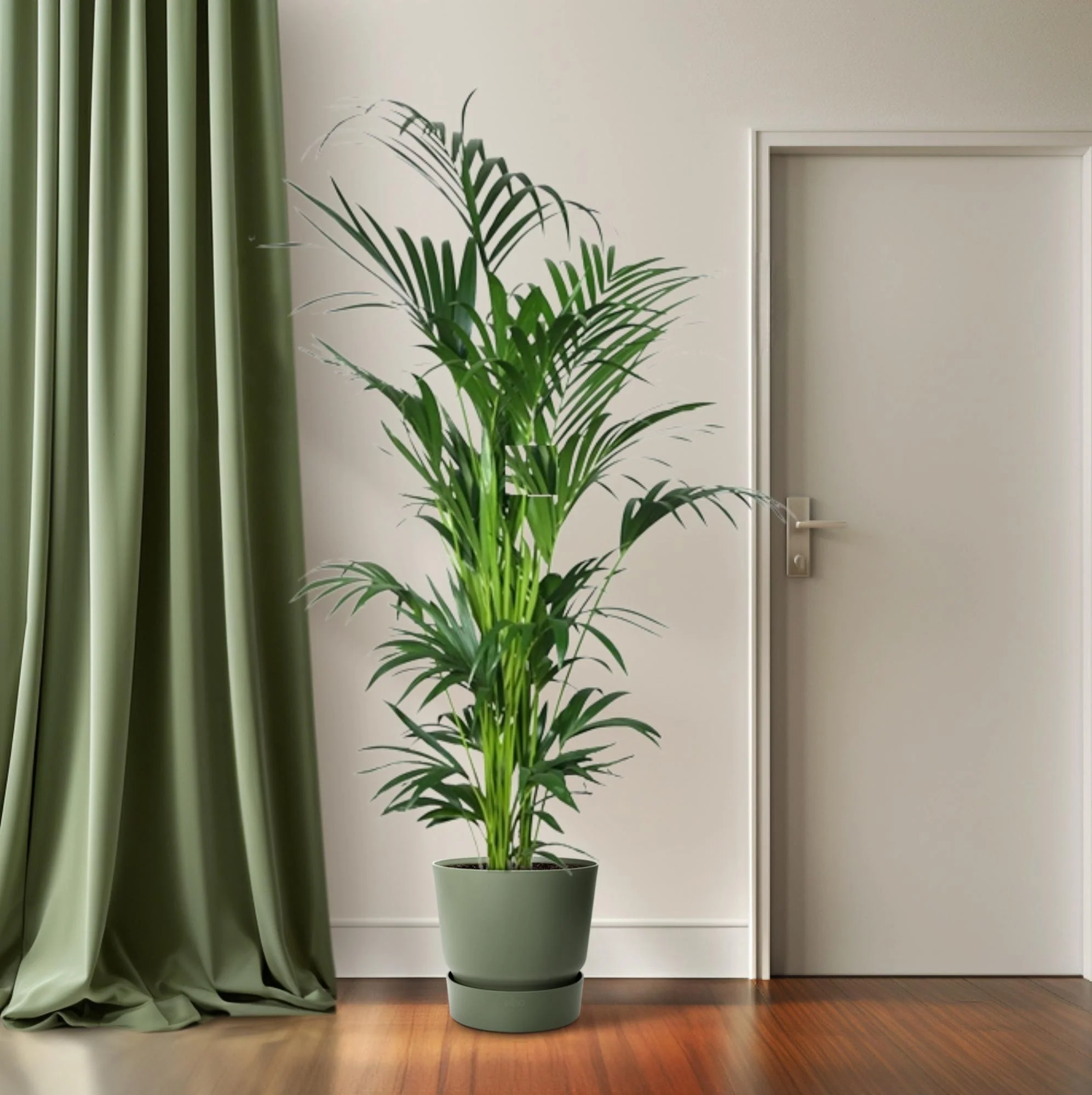 Kentiapalme – Howea forsteriana | 200cm | Ø27cm