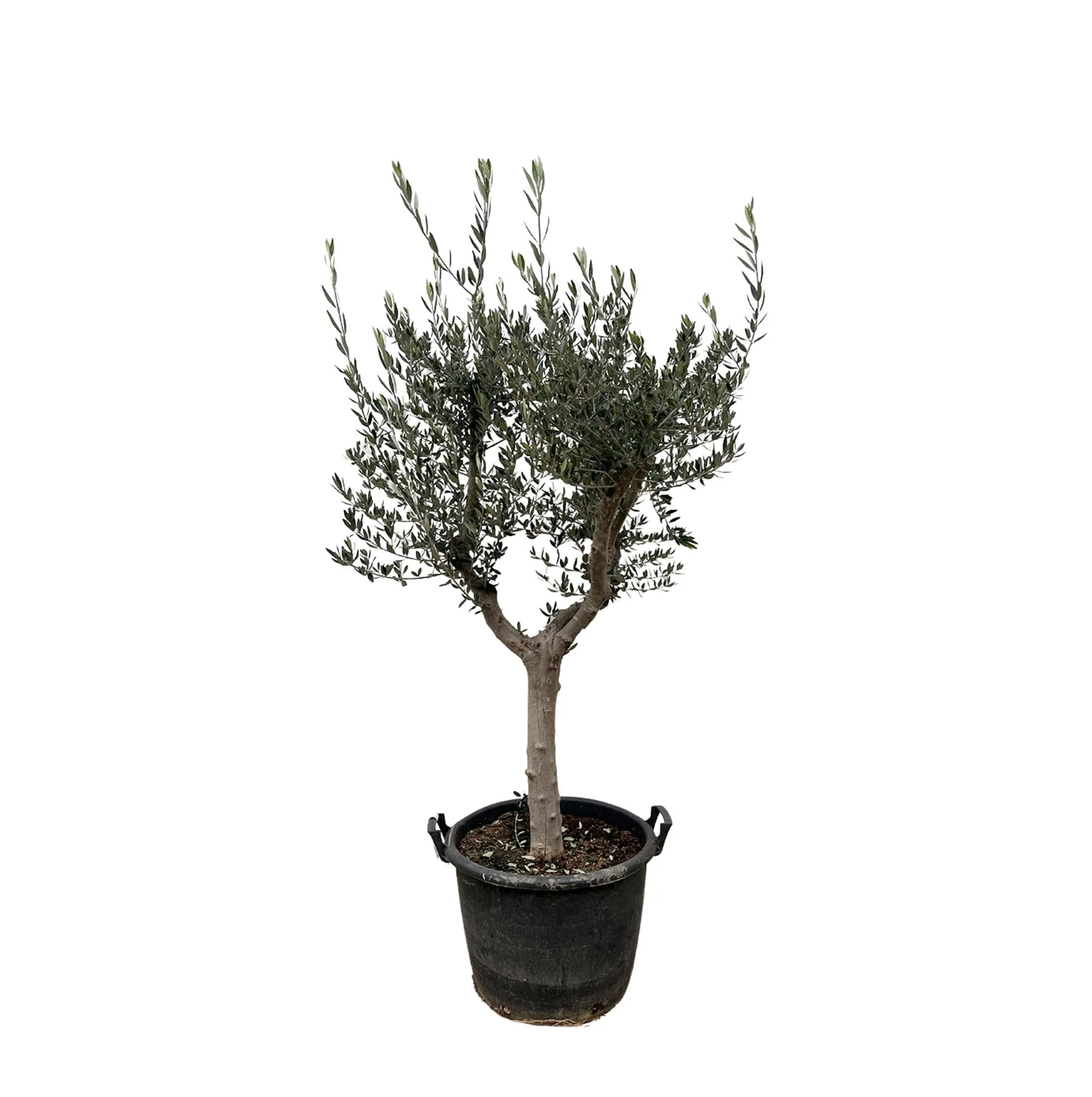 XXL Olivenbaum - Olea Europaea Cultivo | 220 cm | Ø40 cm