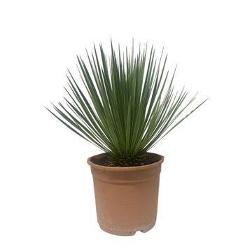 Yucca Rostrata - Beaked Yucca | 60 cm | Ø24cm