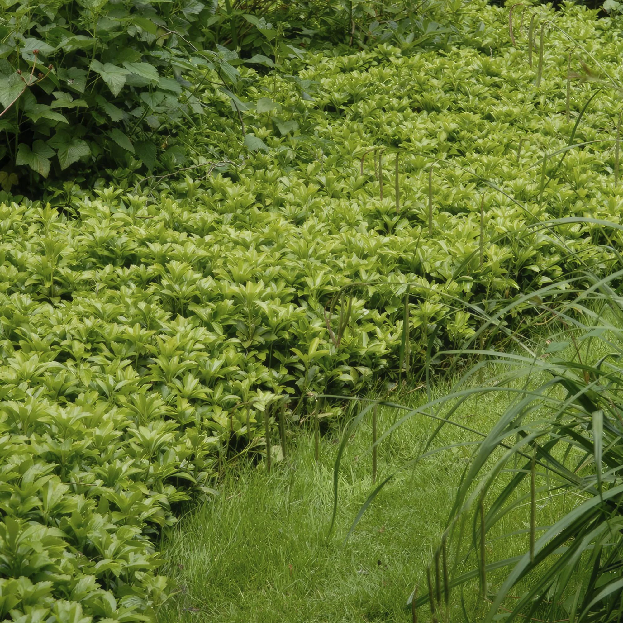 48x Japanischer Spurge - Pachysandra term. 'Green Carpet' | ↕10-25cm | Ø9cm