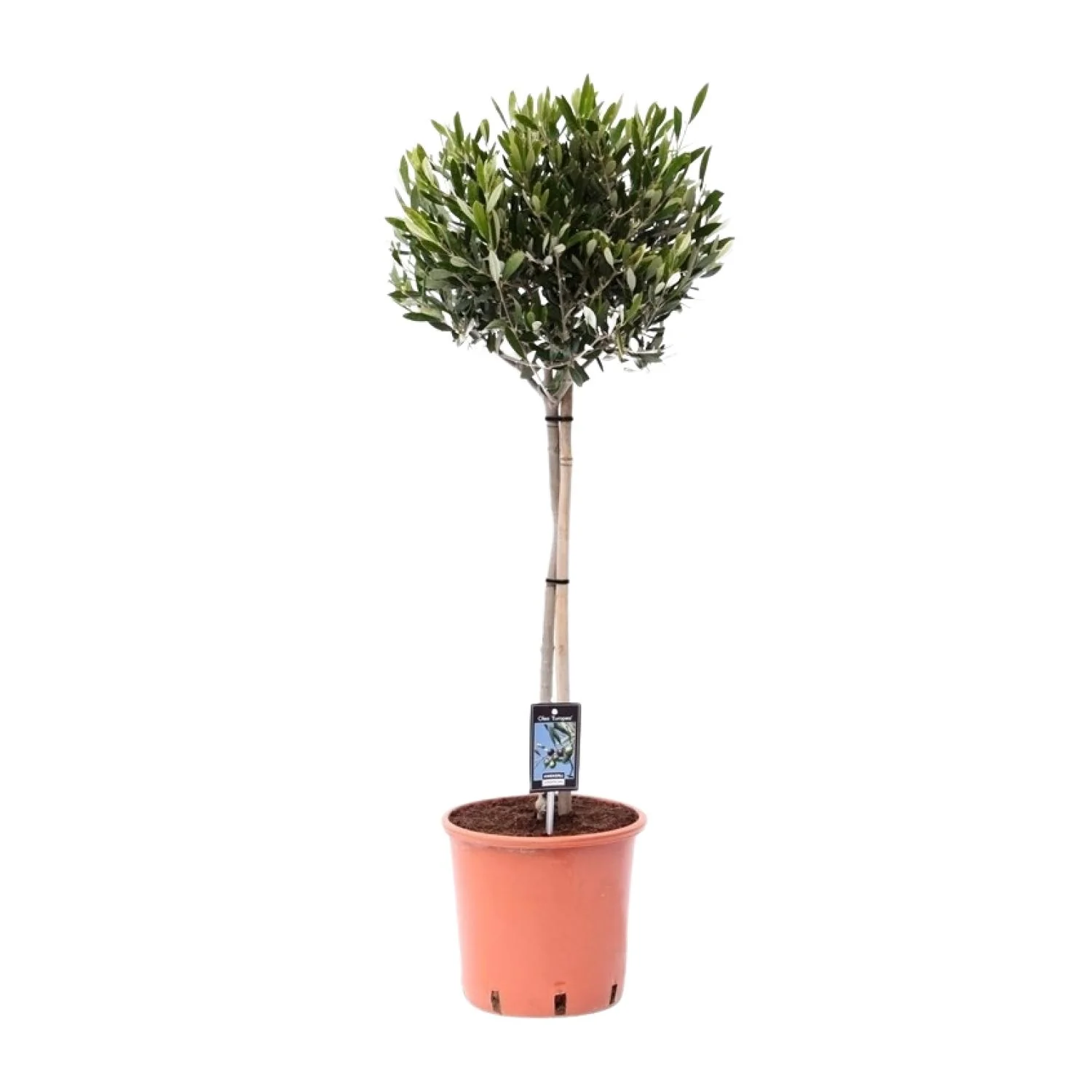 Olivenbaum – Olea europaea | 100cm |  Ø22cm