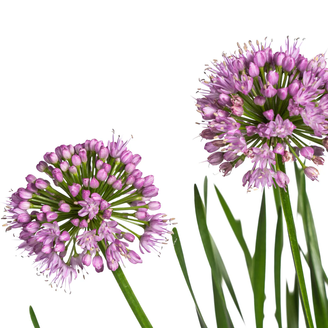 Ausdauernder Zierlauch - Allium senescens Millenium | 60 cm | Ø19 cm