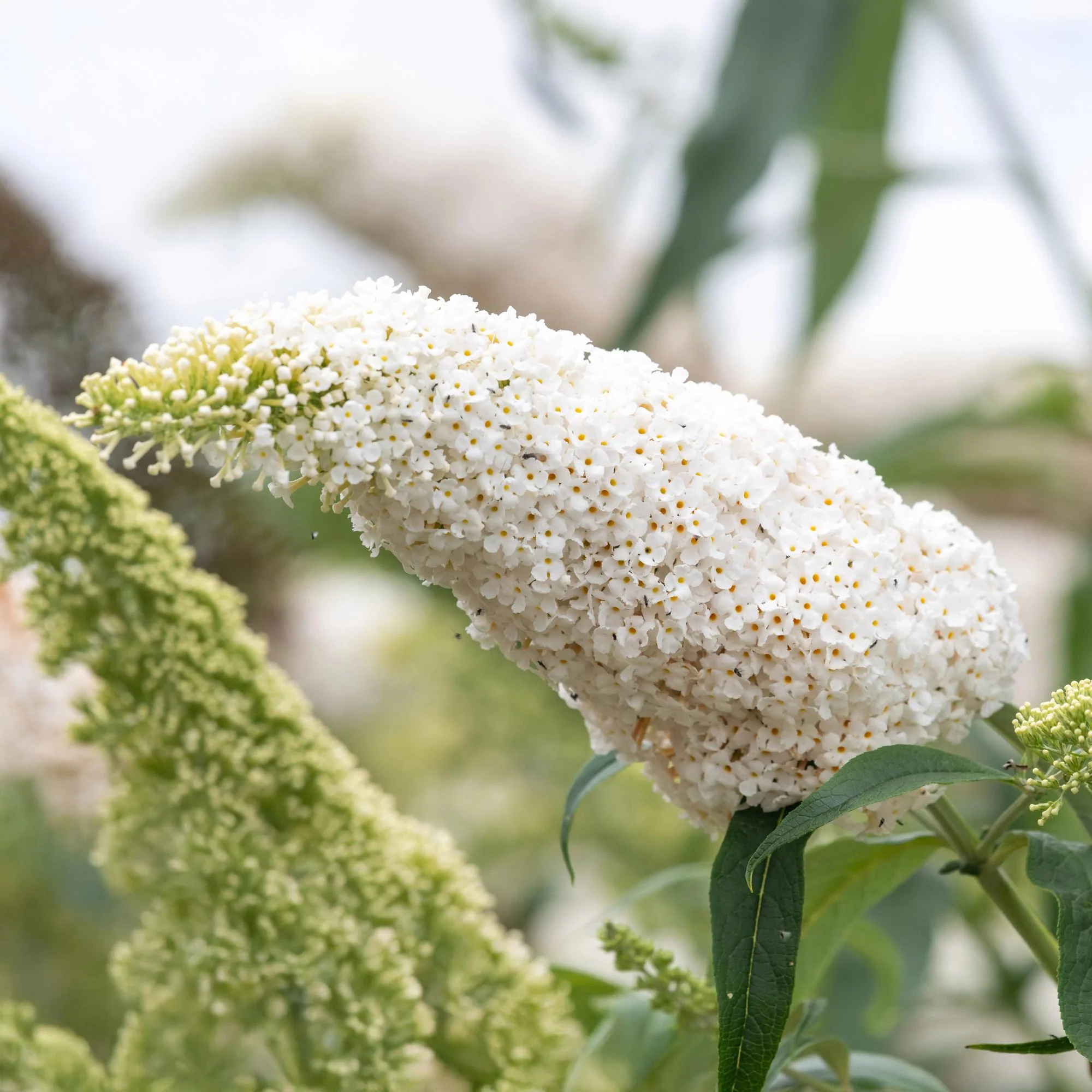Sommerflider - Schmetterlingsstrauch - Buddleja davidii White Profusion | Topf 17cm Höhe 25cm