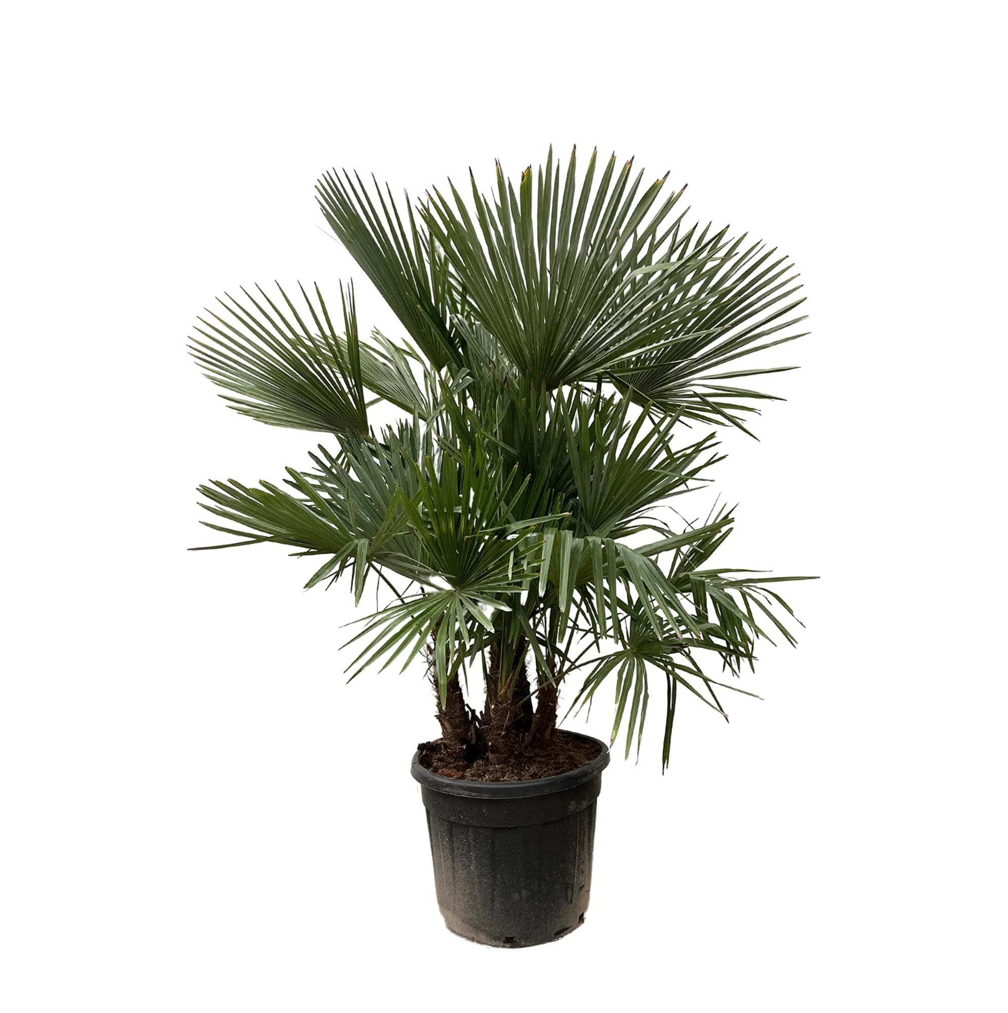 Trachycarpus Multistamm - Chinesische Hanfpalme | 230 cm | Ø50 cm