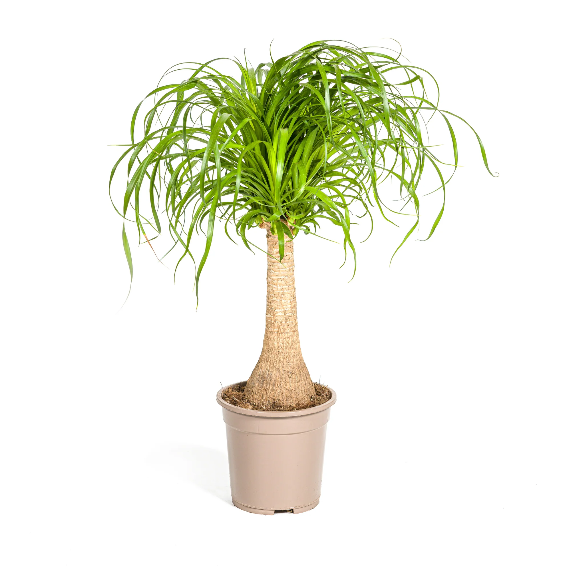 Elefantenfuß – Beaucarnea Recurvata | 60–80 cm | Ø21 cm