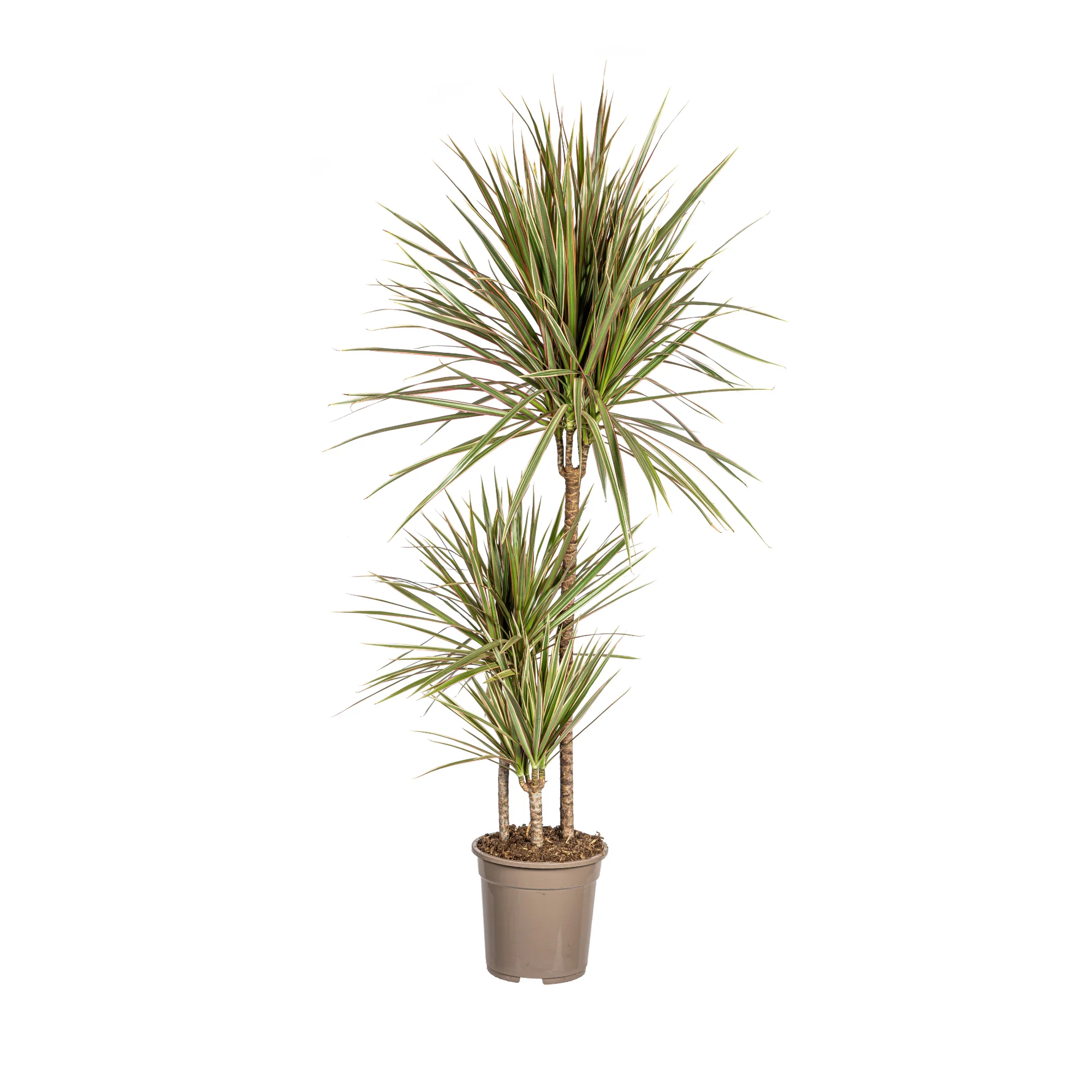 Drachenbaum - Dracaena Marginata Bicolor | 110 - 130cm | Ø21cm