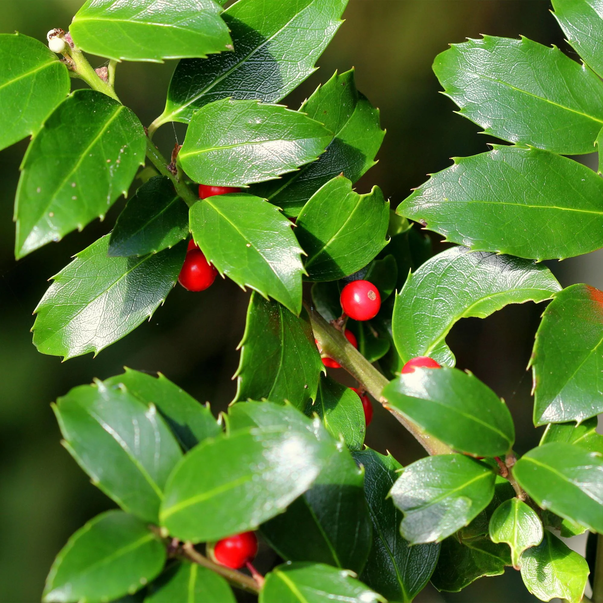 8x Stechpalme Ilex - Ilex Blue maid | 8 Pflanzen - 1 laufender Meter | Topf 9cm - Höhe 25-30cm