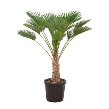 Zwerg-Hanfpalme - Trachycarpus wagnerianus | 130 cm