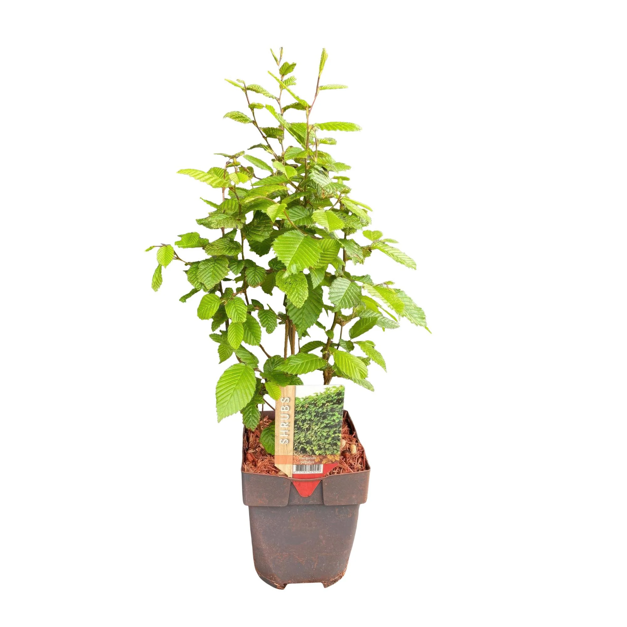 6x Hainbuche - Carpinus betulus -| 6 Pflanzen - 1 laufender Meter | Topf 17cm - Höhe 55cm