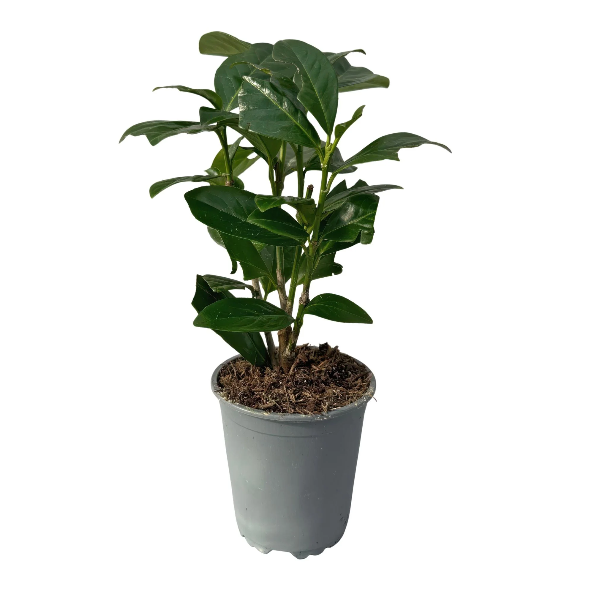 8x Kirschlorbeer - Prunus laurocerasus Novita | 8 Pflanzen - 1 laufender Meter | Topf 9cm - Höhe 30-35cm