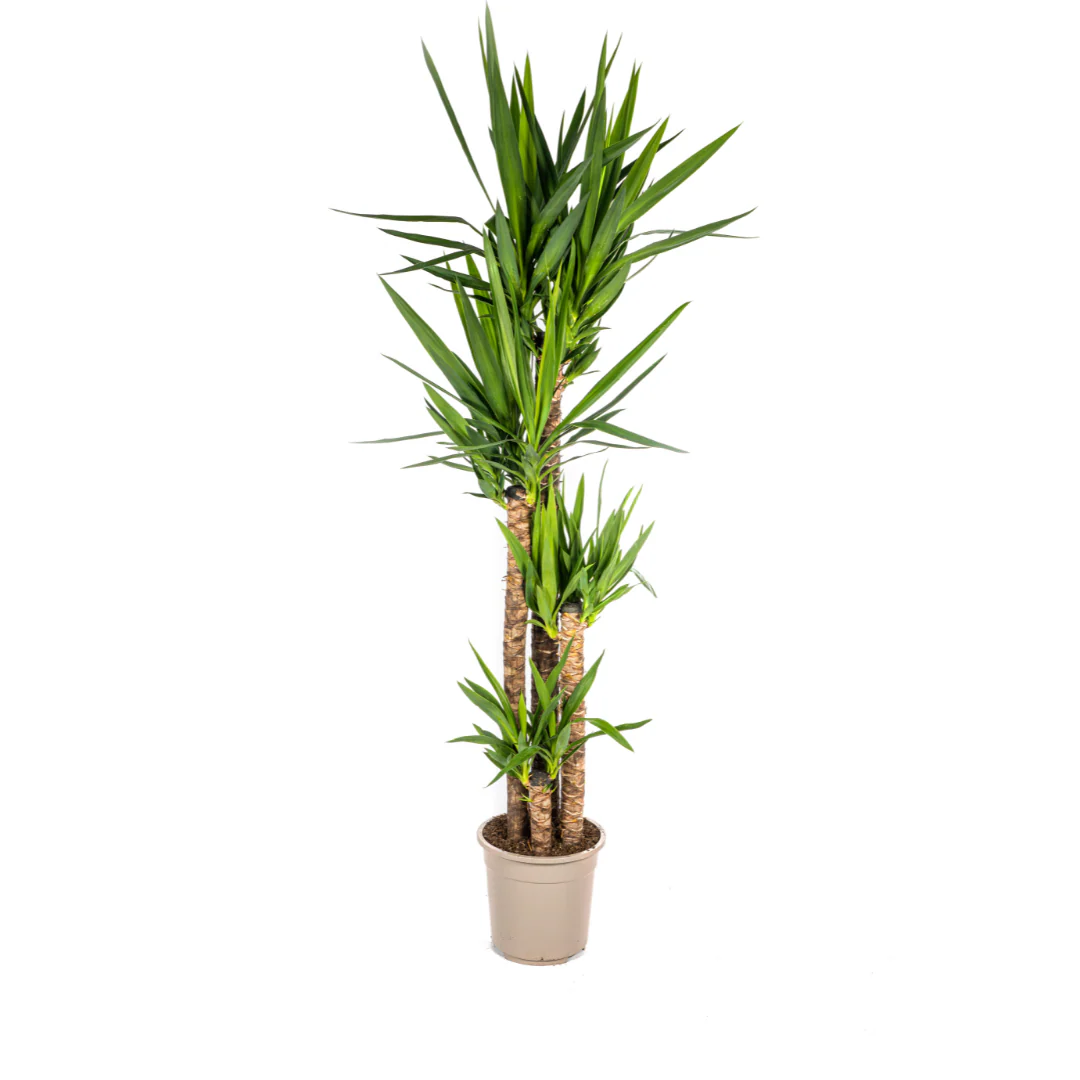 Yuccapalme - Palmlilie - Yucca Elephantipes | 150 - 170cm | Ø27cm