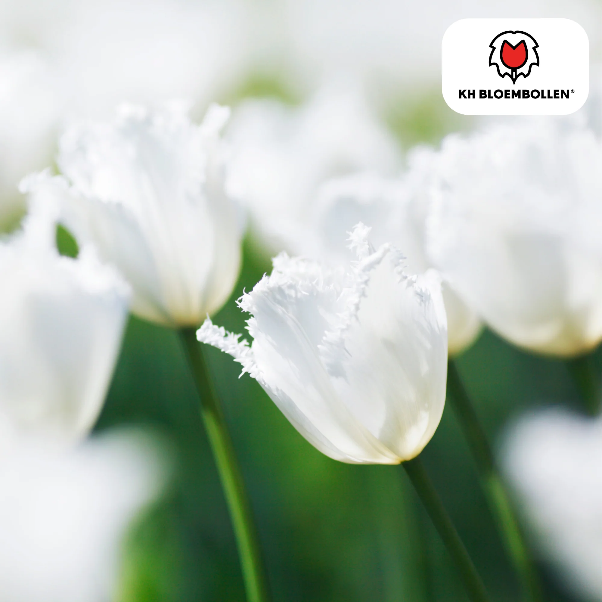 Tulpenzwiebeln – Honeymoon | 20 Stück | Zwiebelgröße 11/12