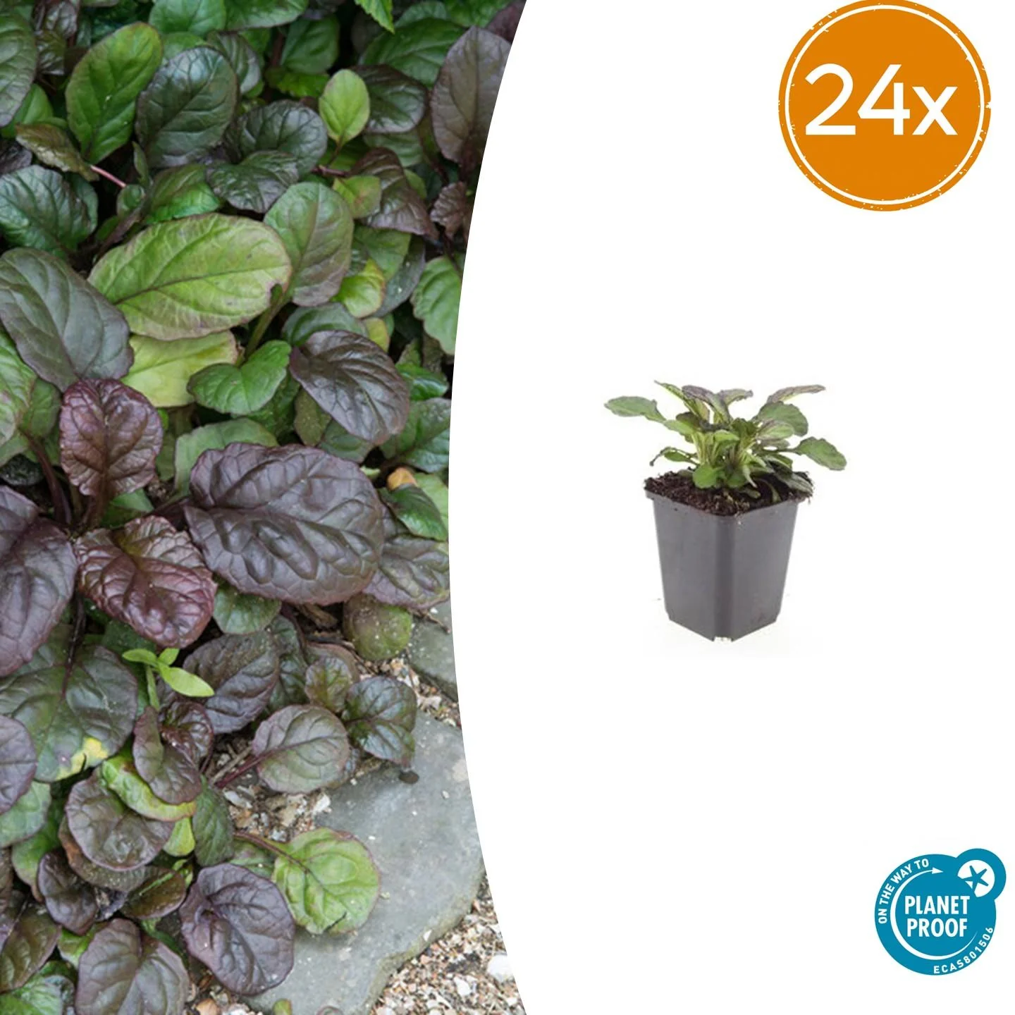 24x Riesengünsel - Ajuga reptans 'Catlin's Giant' | 10-25cm | Ø9cm