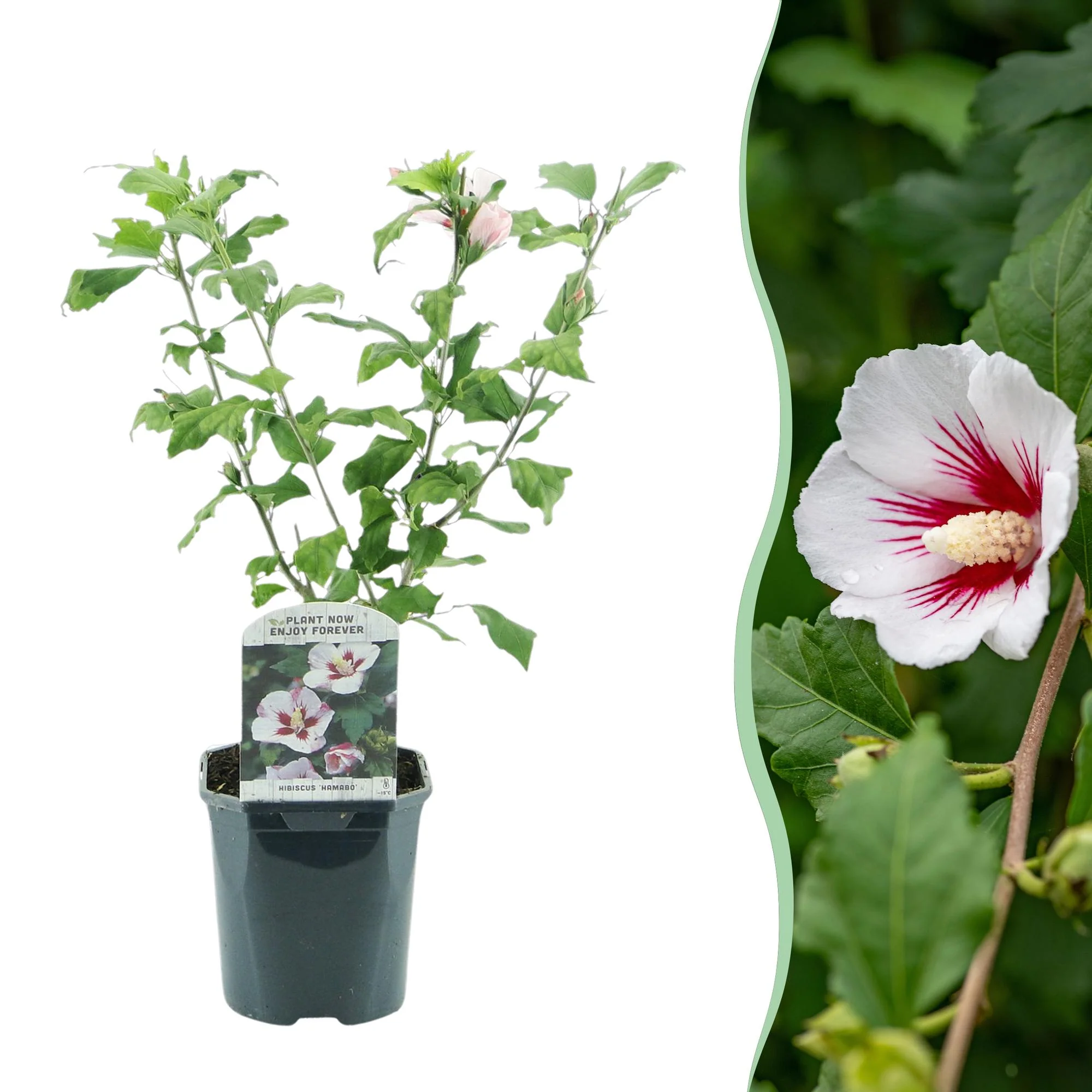Garteneibisch - Hibiscus syriacus Hamabo | Topf 17cm Höhe 45cm
