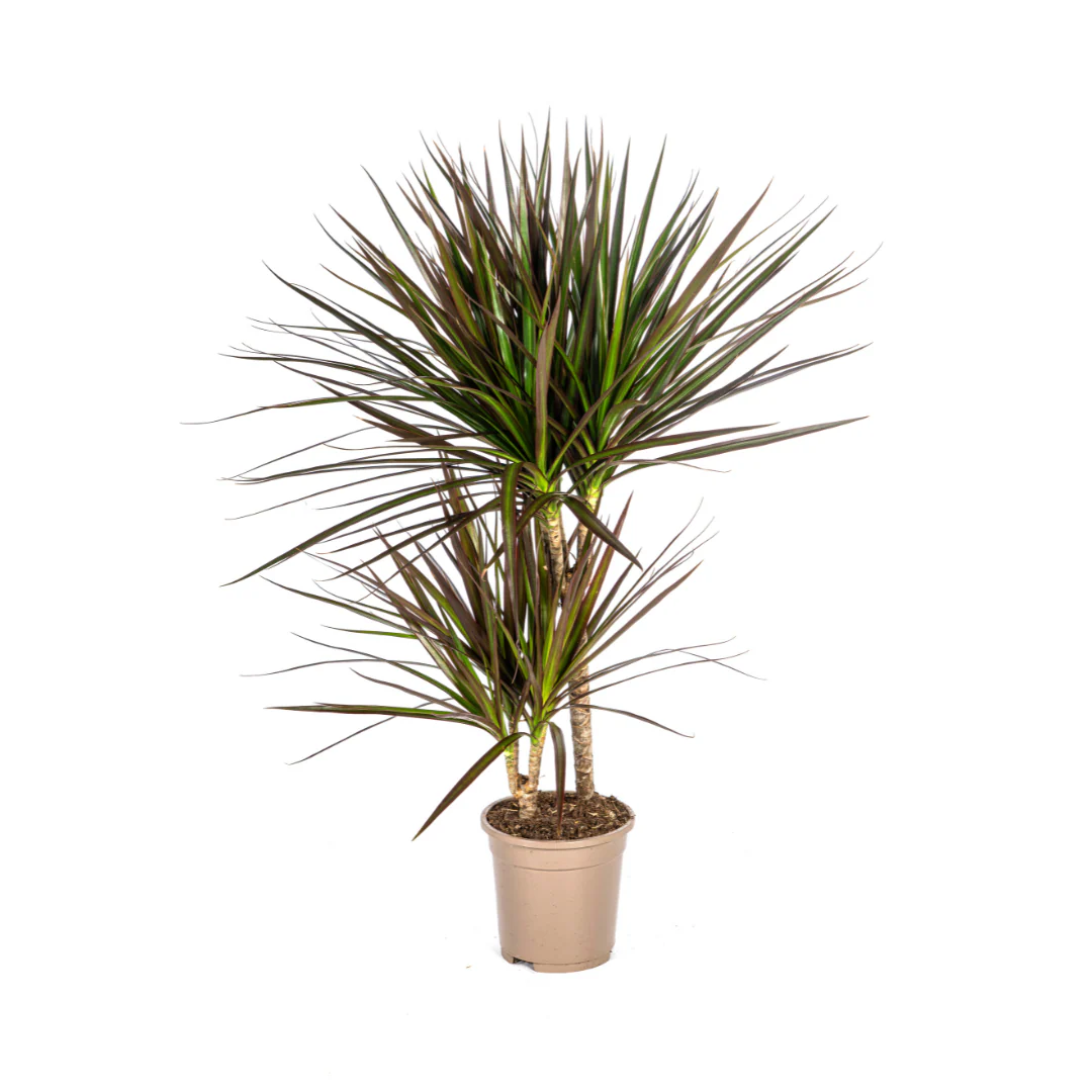 Drachenbaum - Dracaena Marginata Magenta | 50 - 70cm | Ø17cm