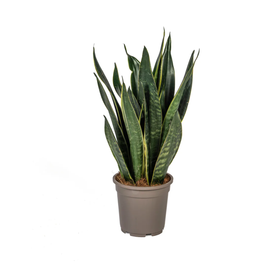 Bogenhanf - Schlangenpflanze - Sansevieria Trifasciata Futura Black | 45 - 55cm | Ø17cm
