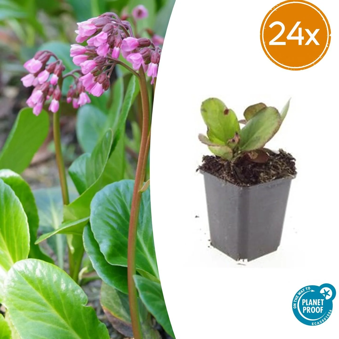24x Herbstblüte - Bergenia cordifolia 'Herbstblüte' | 10-25cm | Ø9cm