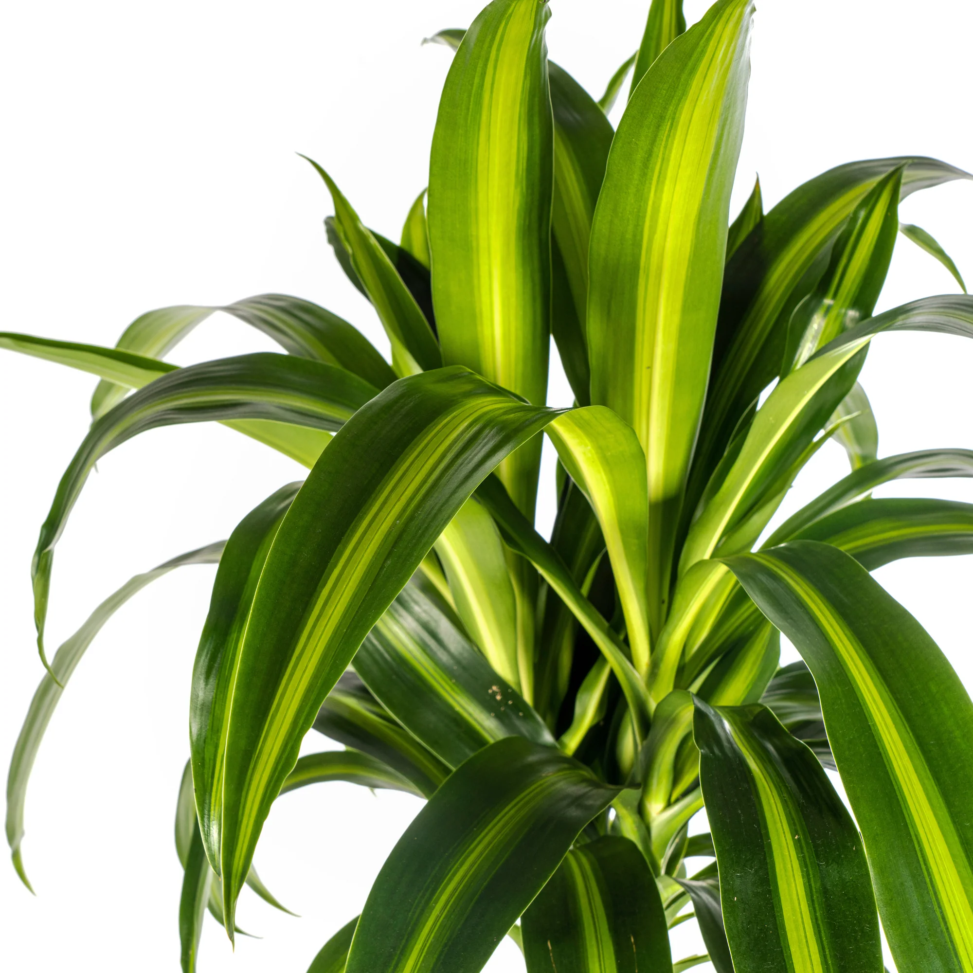 Drachenbaum - Dracaena Deremensis Hawaiian Sunshine | 130 - 150cm | Ø24cm